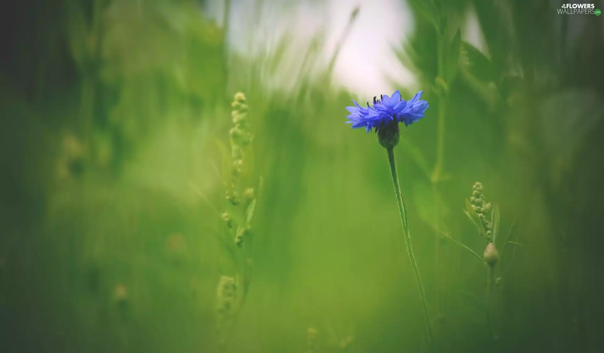 Colourfull Flowers, grass, blur, Chaber