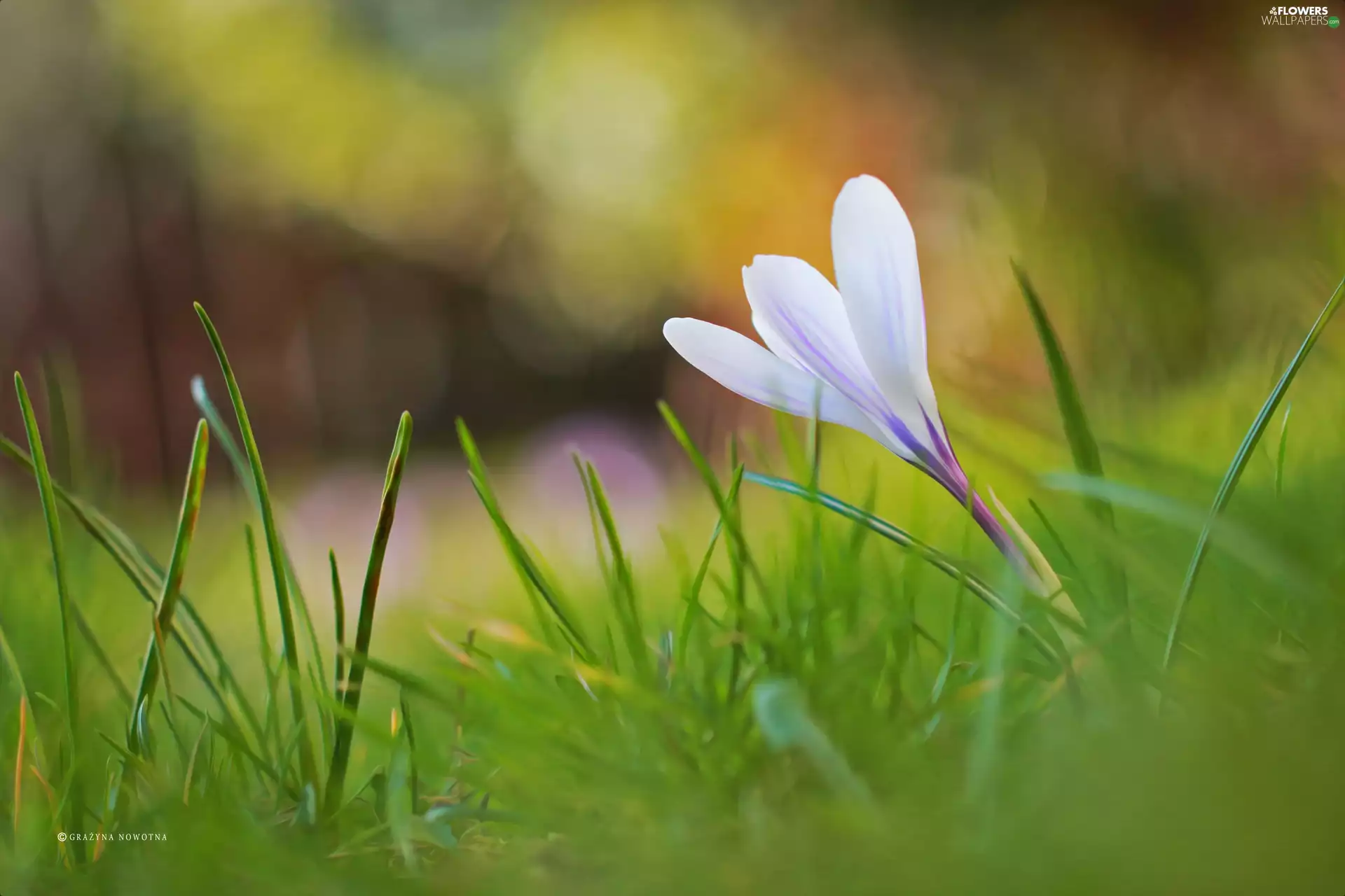 grass, crocus, Colourfull Flowers