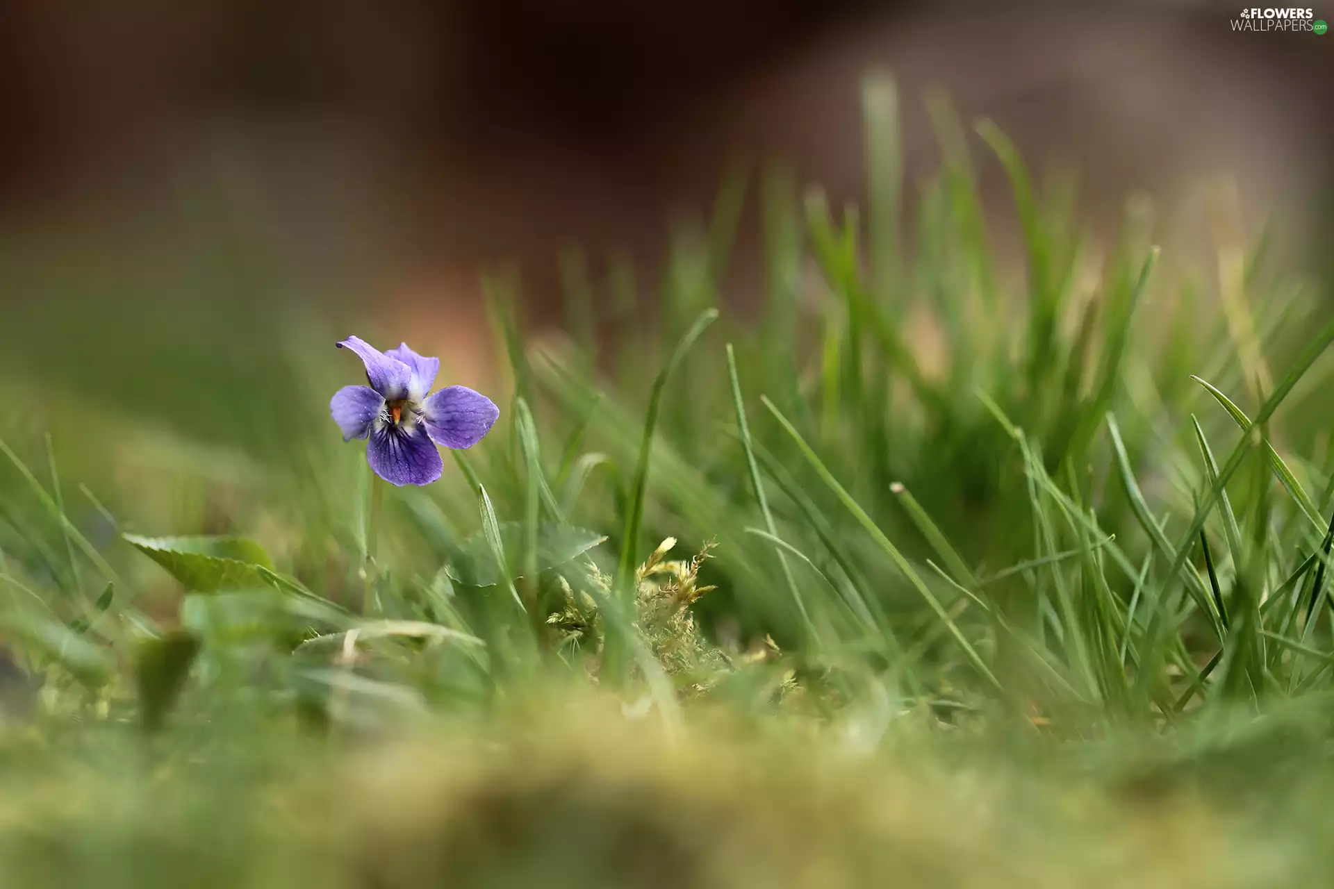 Viola odorata, Colourfull Flowers, Violet, grass