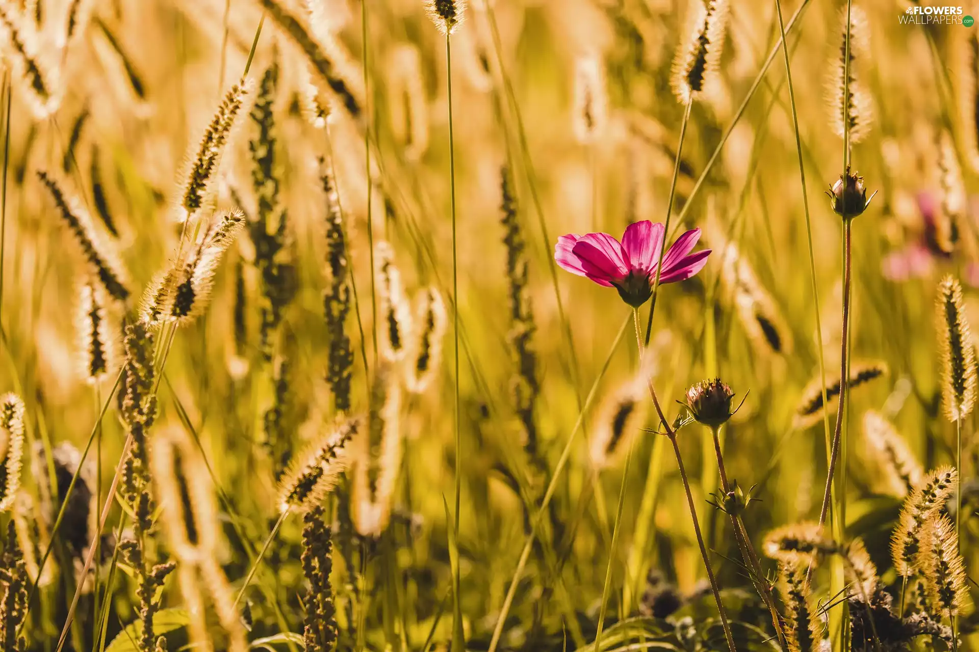 Colourfull Flowers, grass, Ears, Cosmos