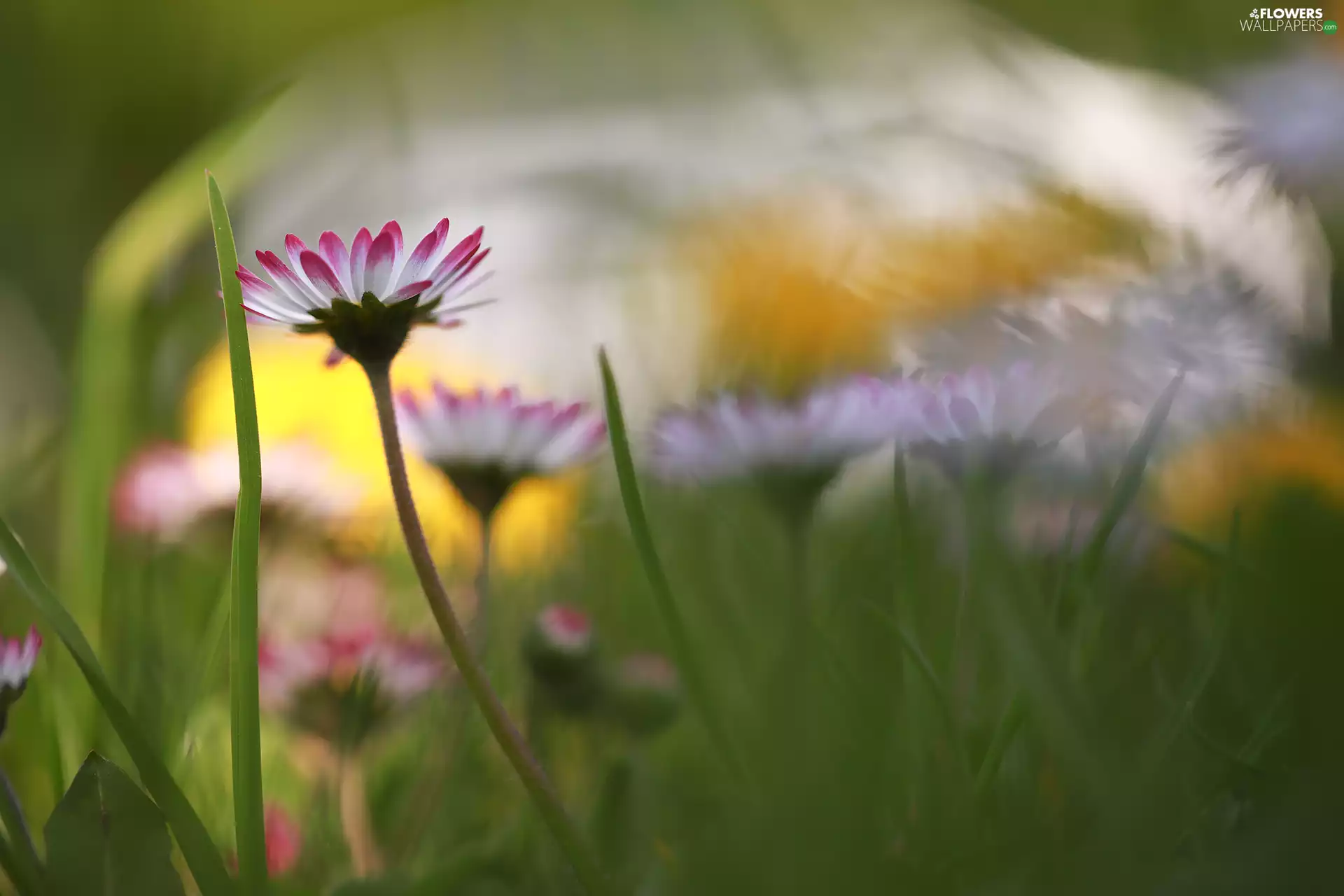 Flowers, daisies, grass