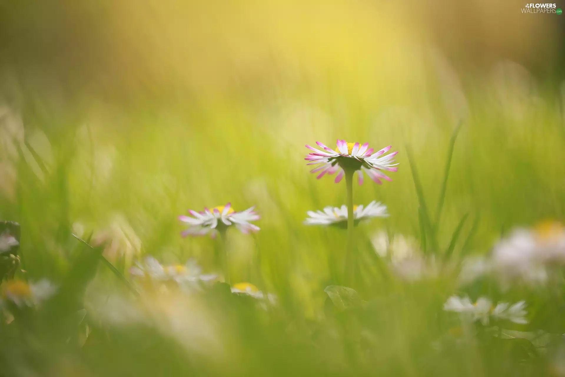 Flowers, daisies, grass