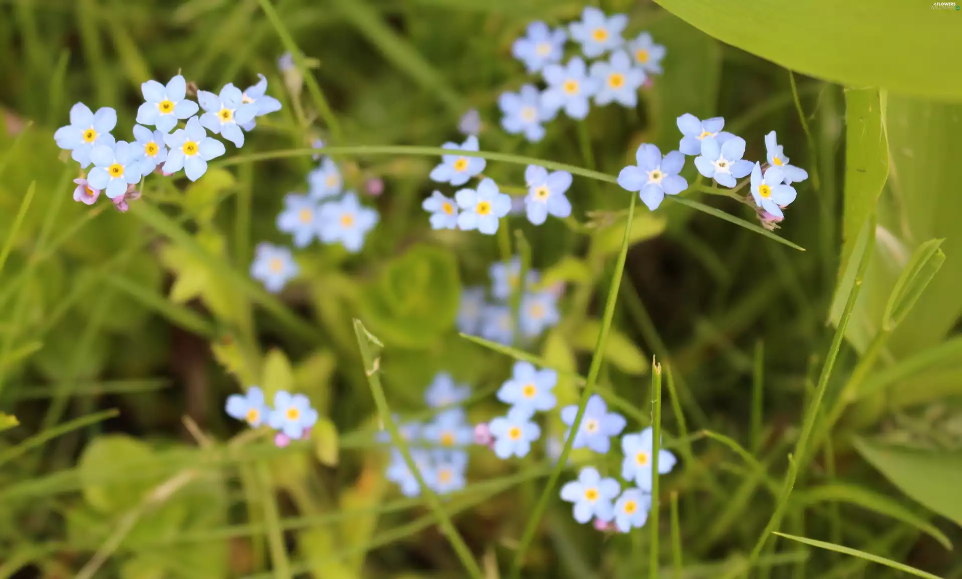 Flowers, forest, grass