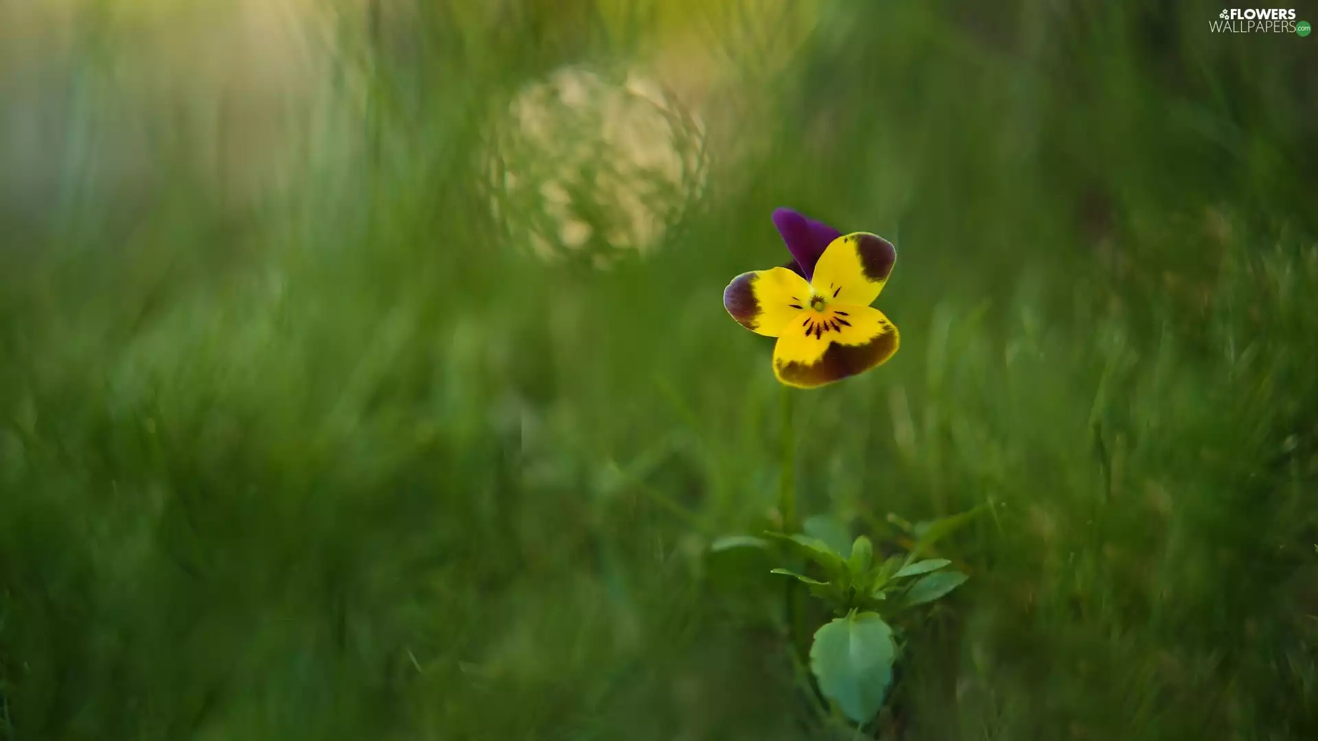 Colourfull Flowers, grass, blur, pansy