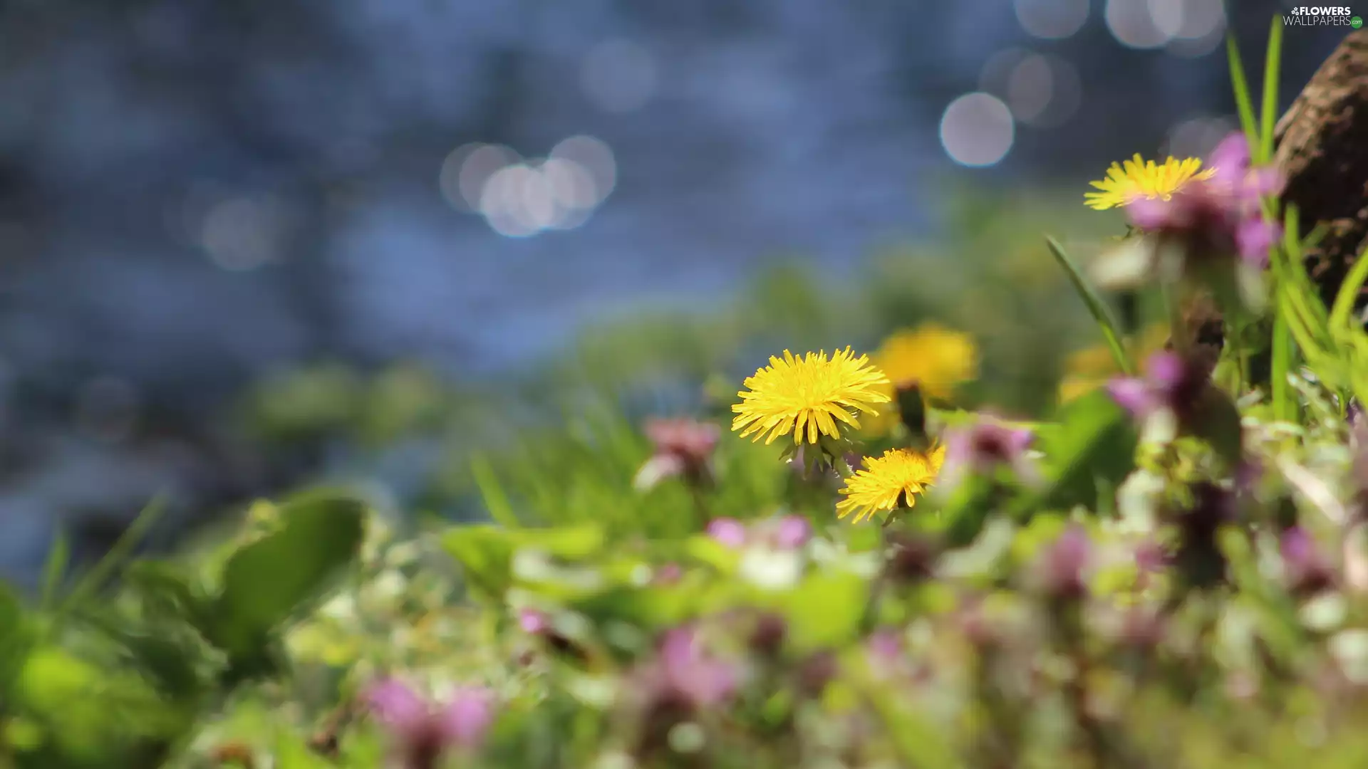 dandelion, Yellow, grass, rapprochement, sow-thistle, Colourfull Flowers