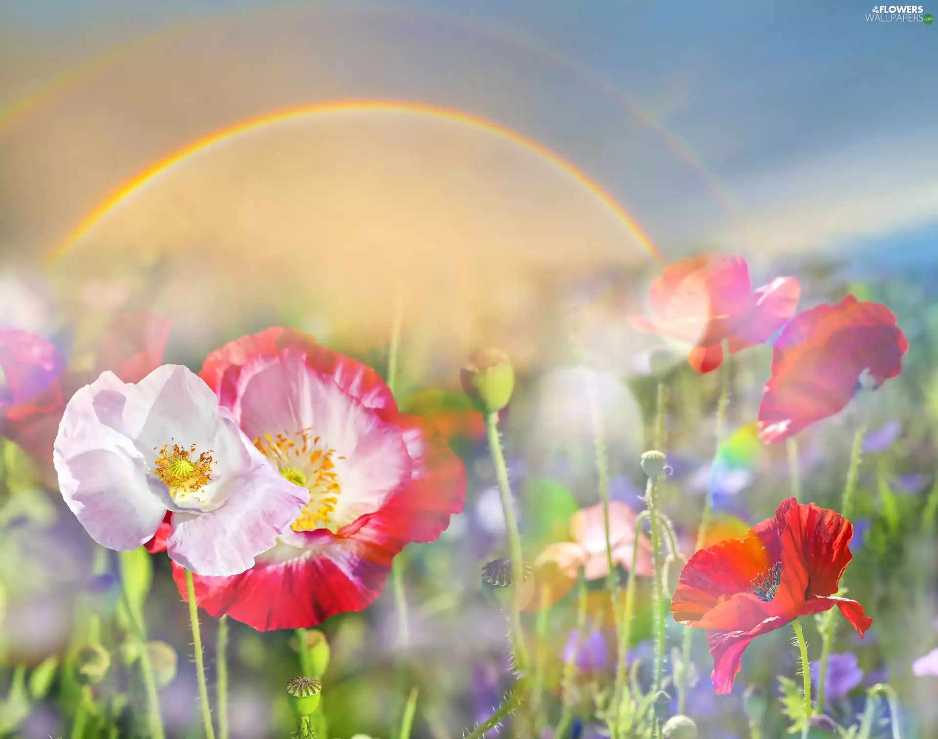 Great Rainbows, papavers, Flowers