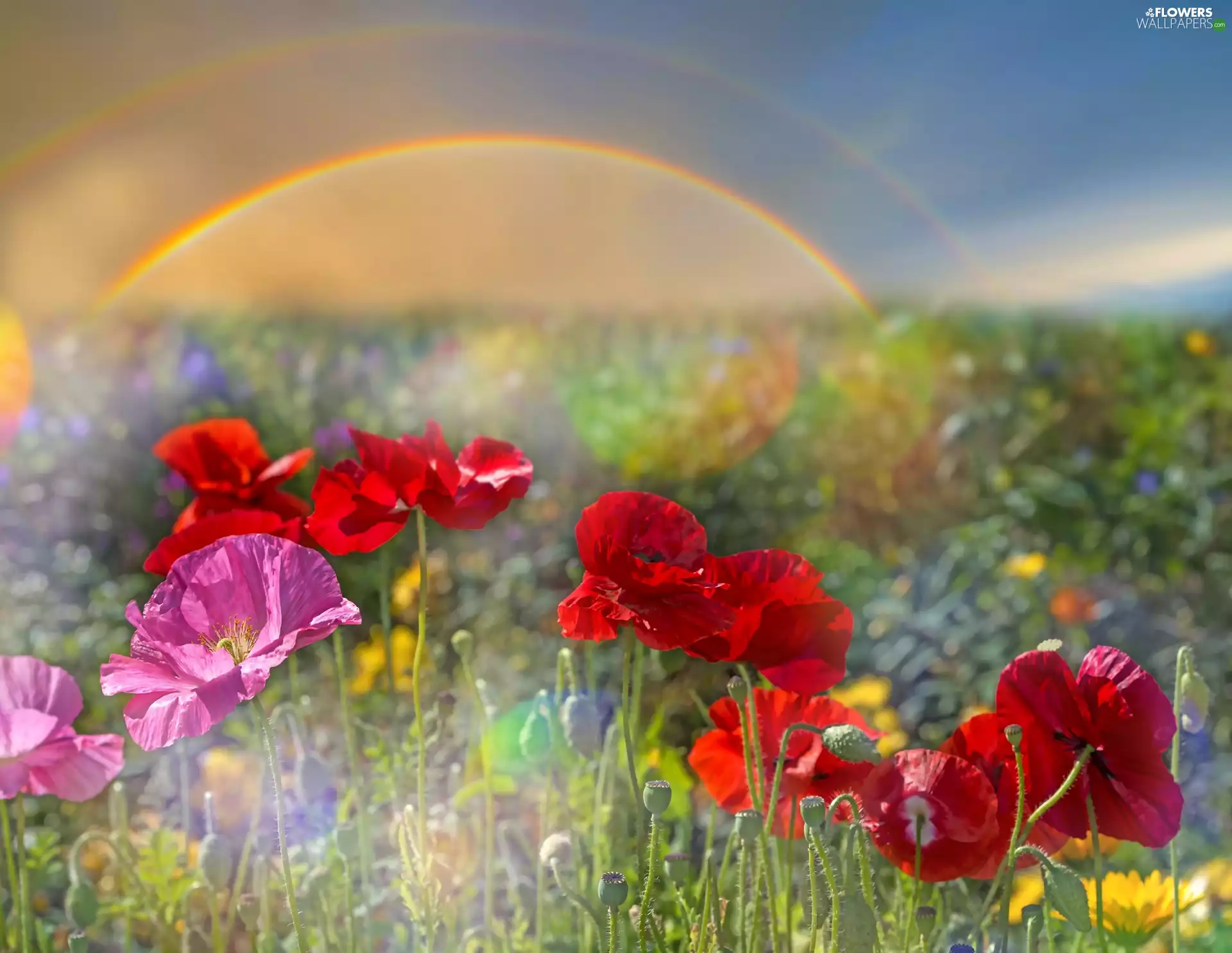 Great Rainbows, papavers, Flowers