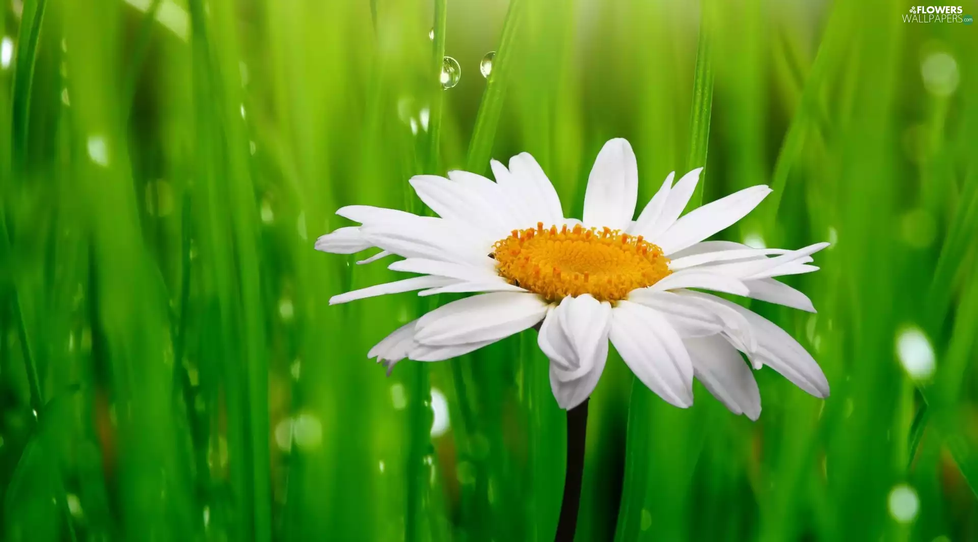 Colourfull Flowers, green, drops, daisy
