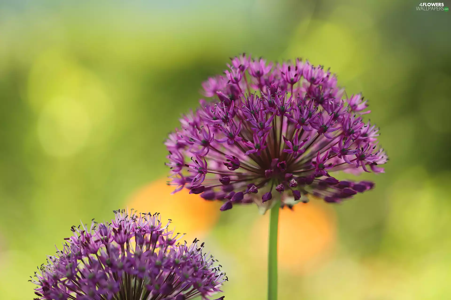 Allium, Flowers, Green Background, purple