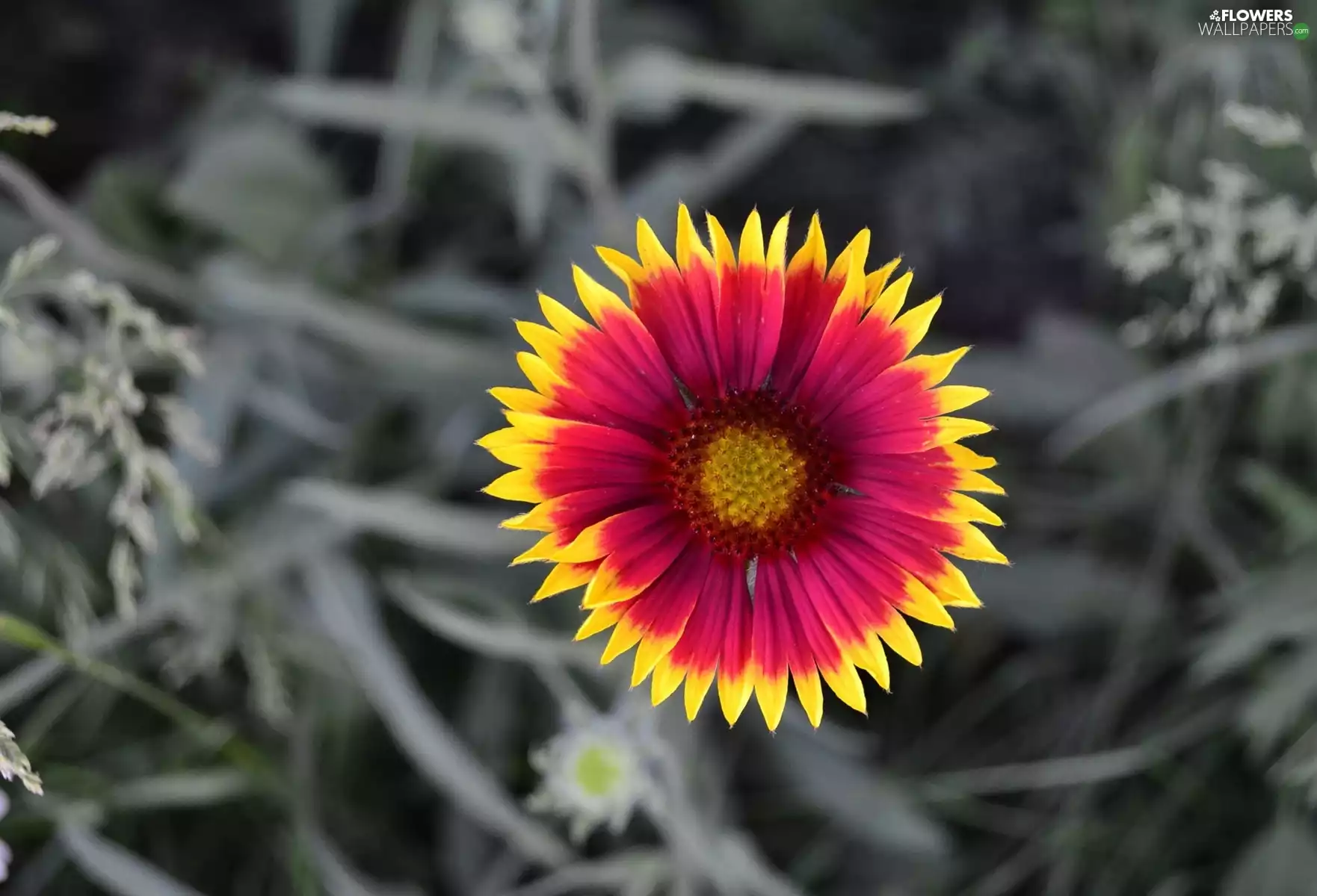 Colourfull Flowers, Grey, background, plant