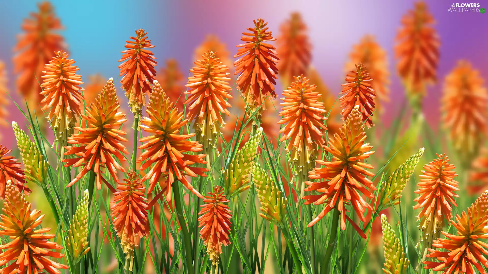 Flowers, Trytoma groniasta