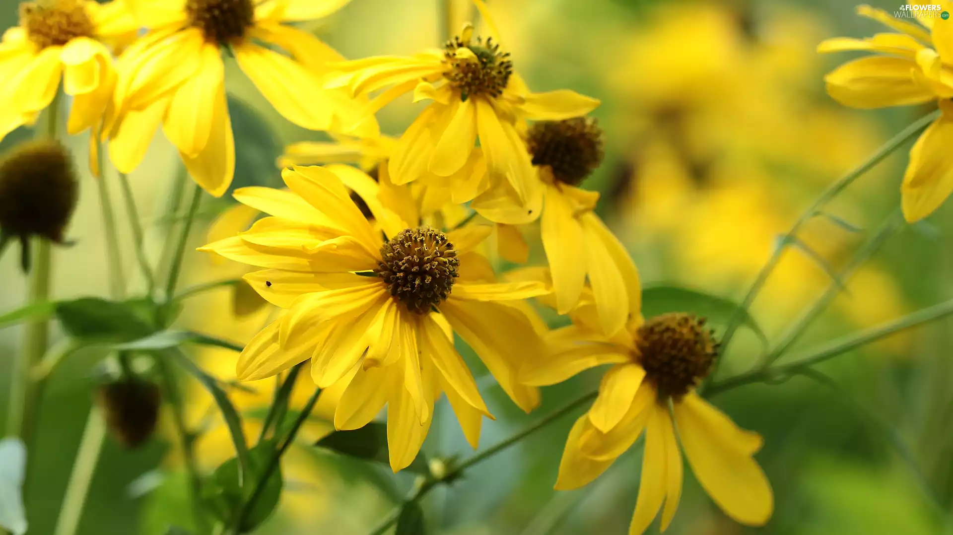 Yellow, Green-headed Coneflower, Flowers