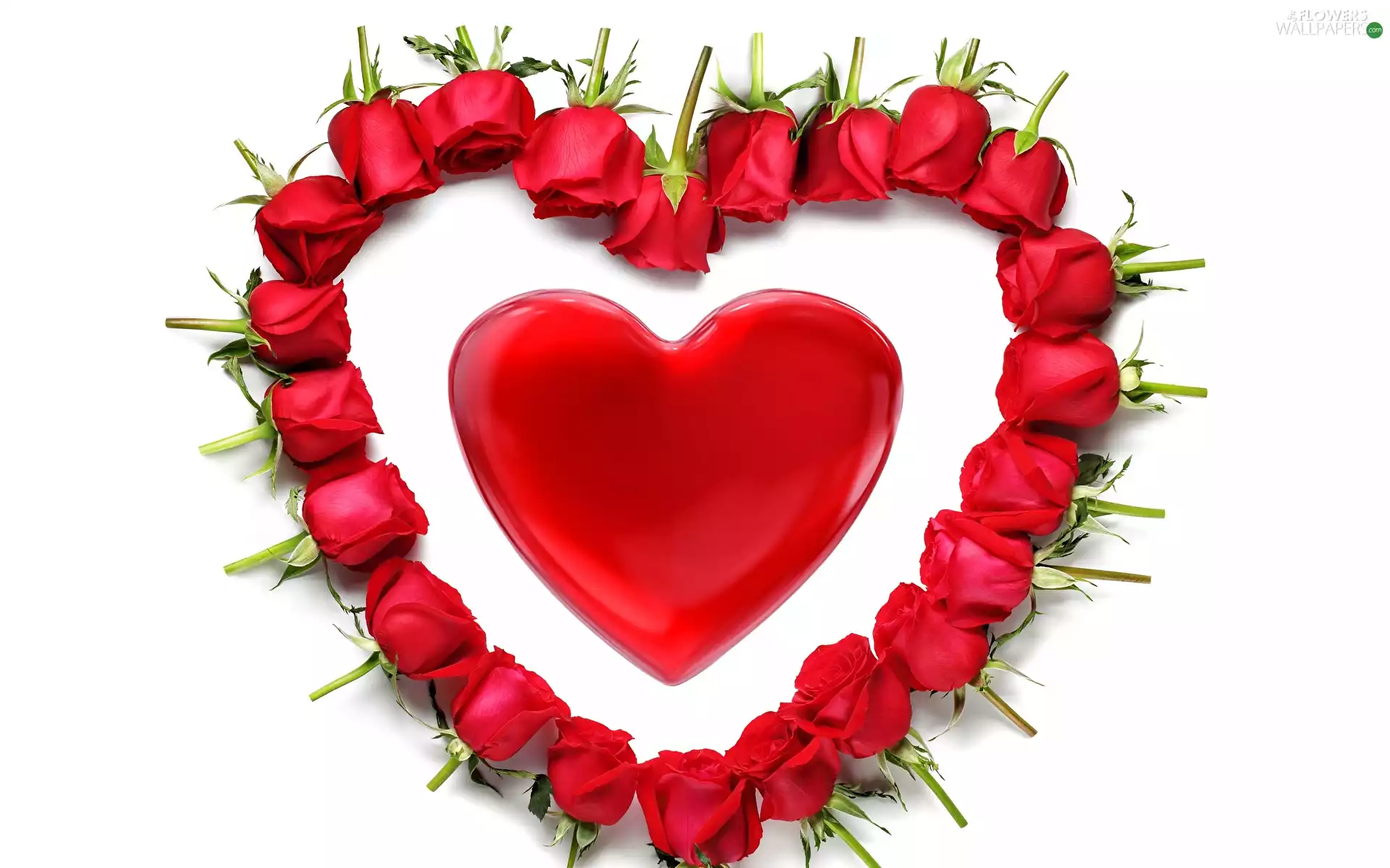 Red, White Background, Flowers, roses, Heart