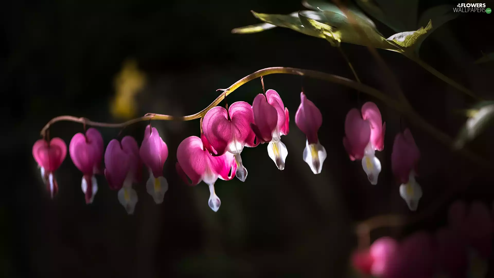 Flowers, Bleeding Heart