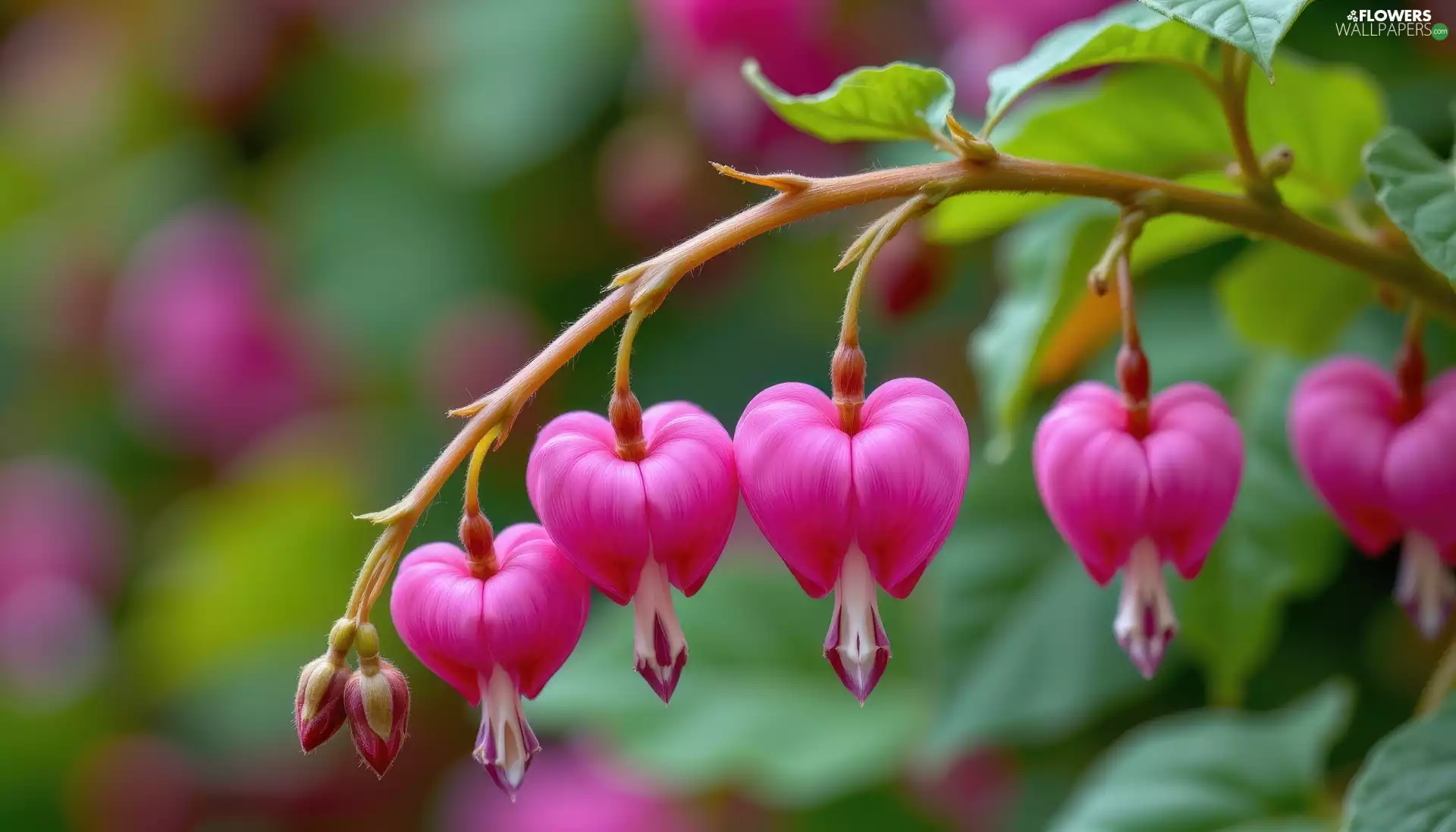 twig, leaves, Pink, Flowers, Bleeding Heart
