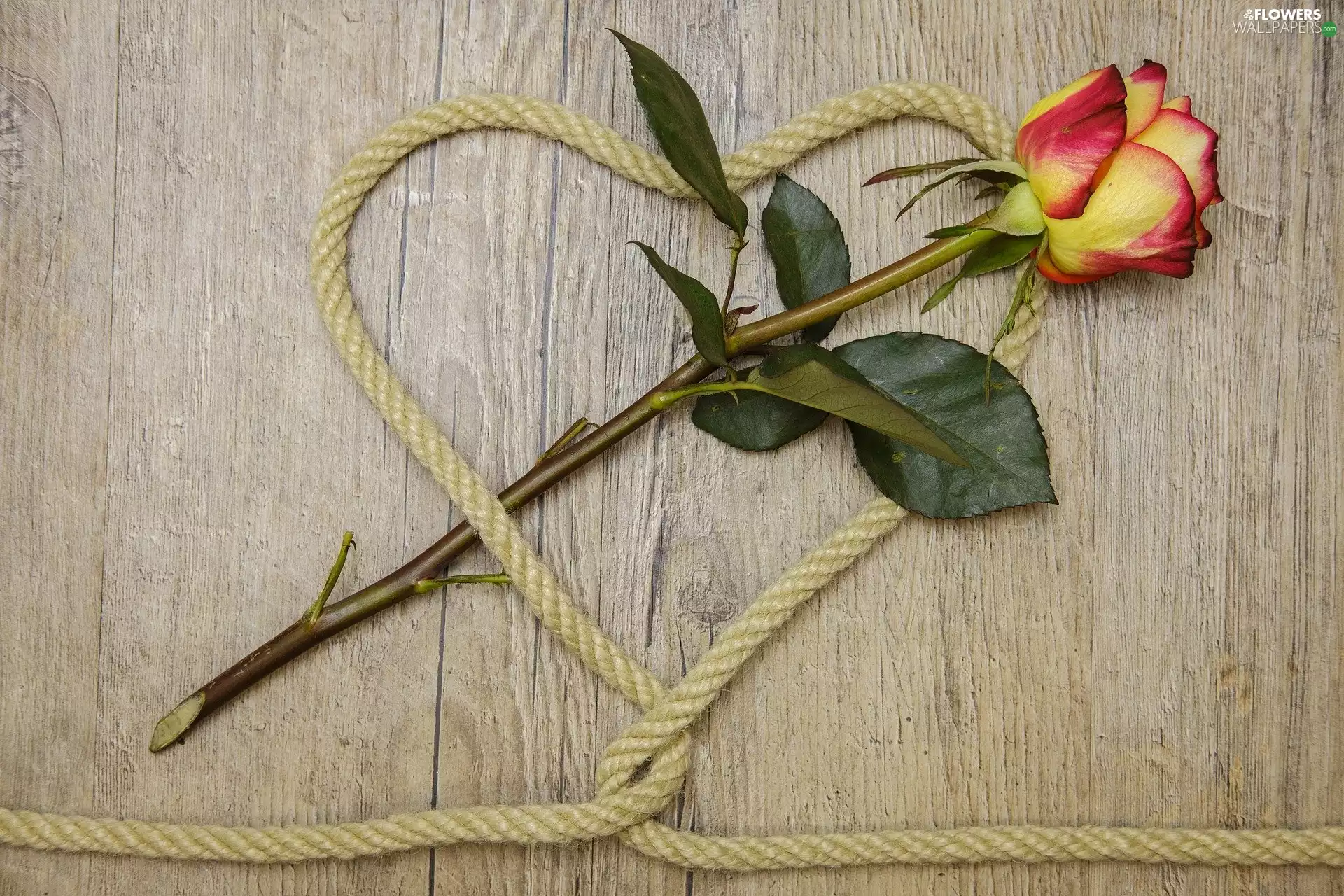 Colourfull Flowers, Heart, string, rose