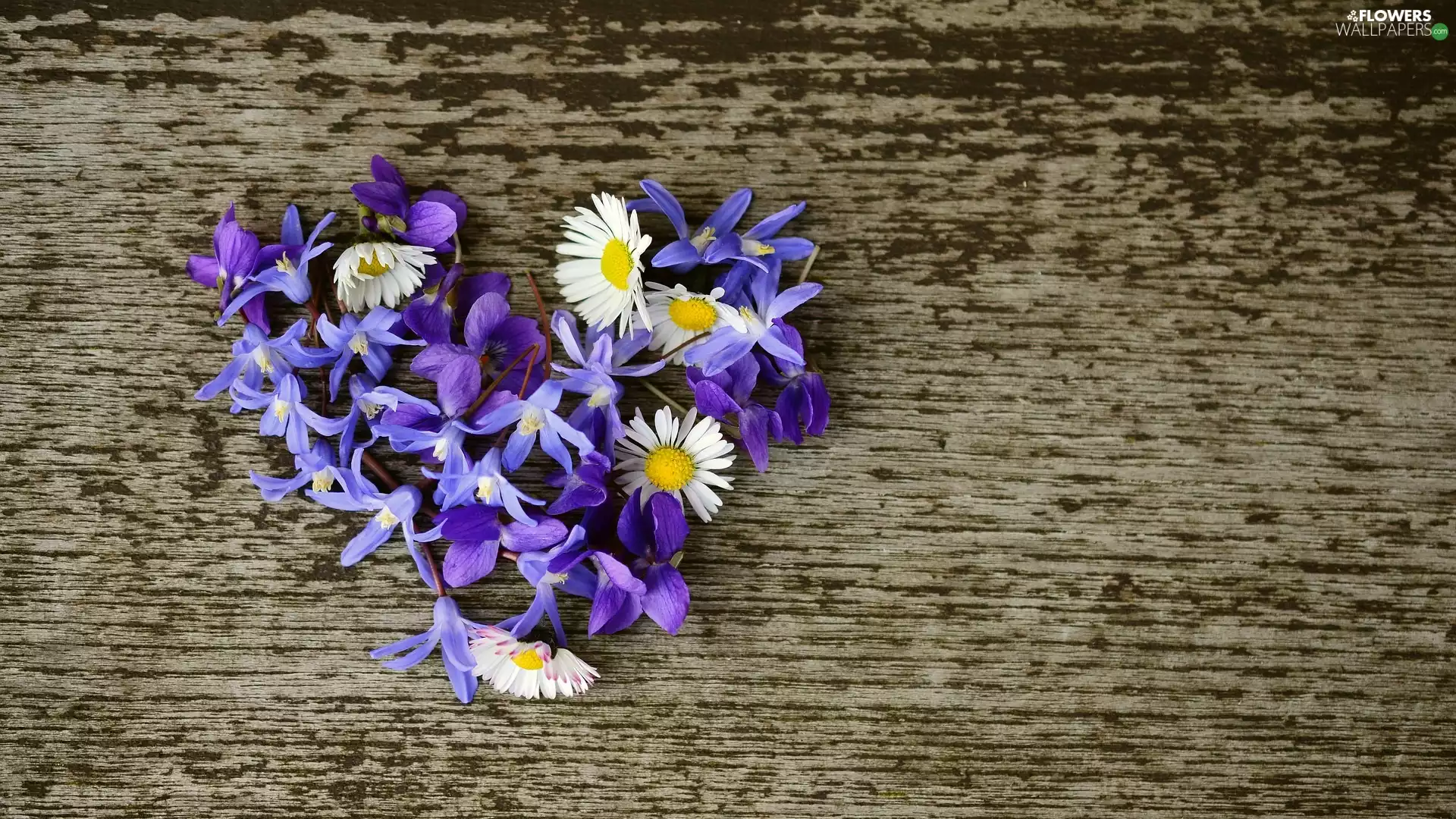 fragrant violets, squill, Flowers, daisies, Heart