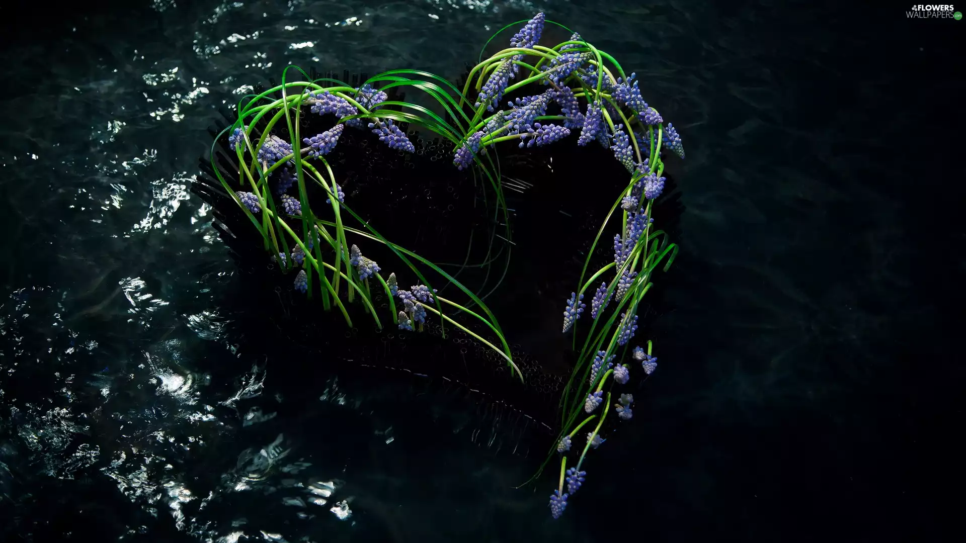 Heart, Muscari, water, Flowers