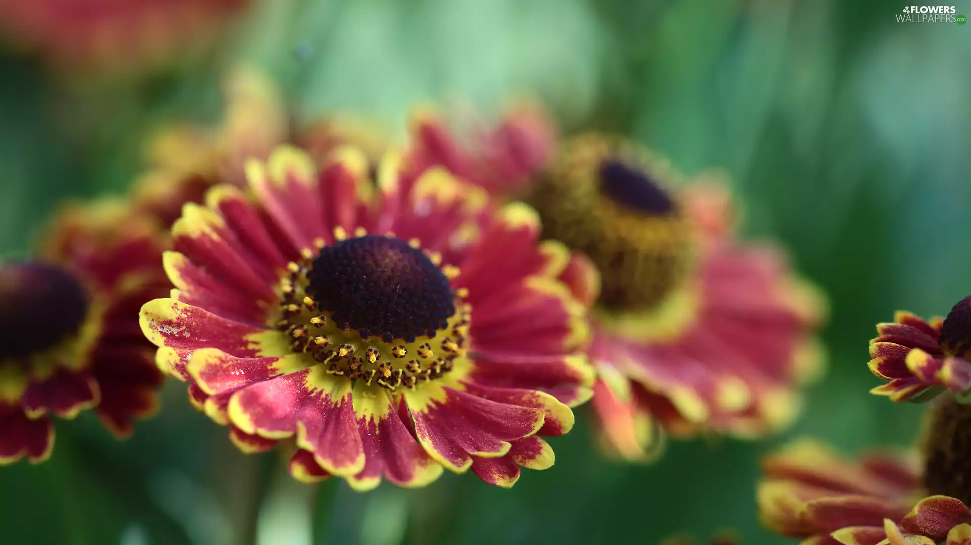 Helenium Hybridum, Colourfull Flowers