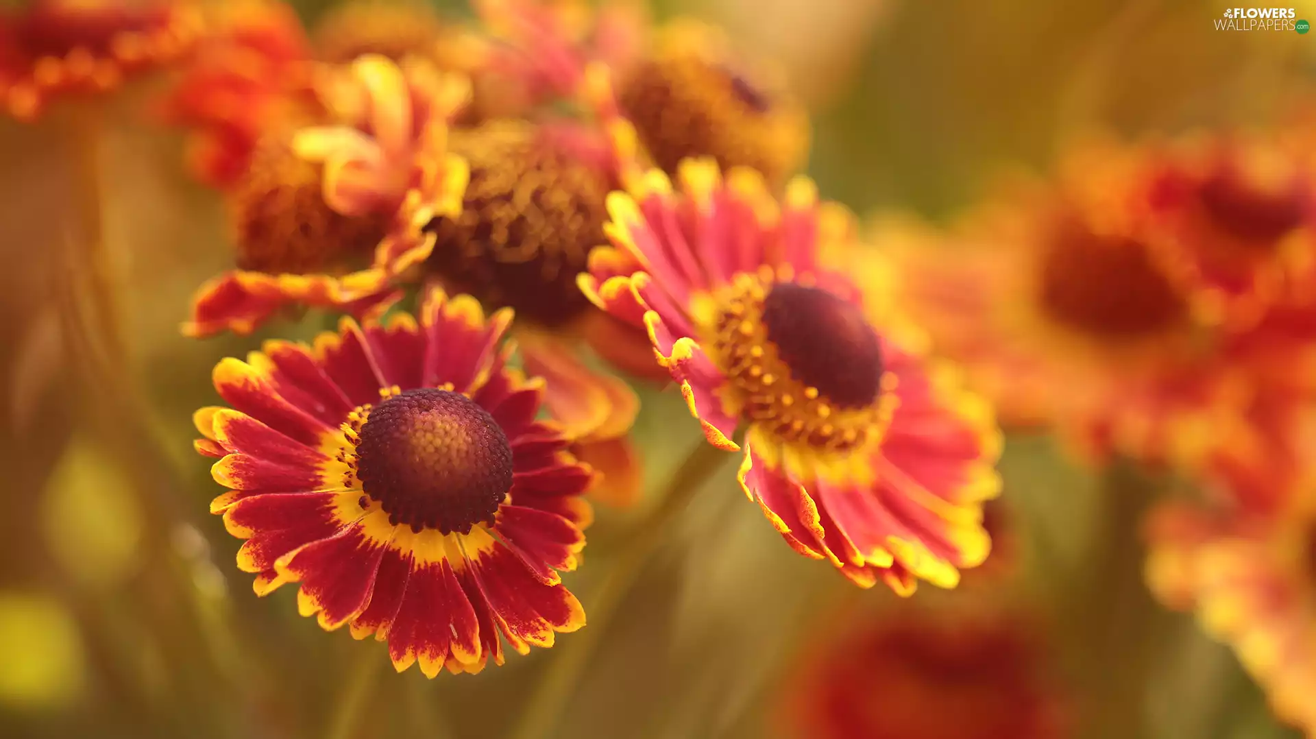 Helenium Hybridum, Red, Flowers