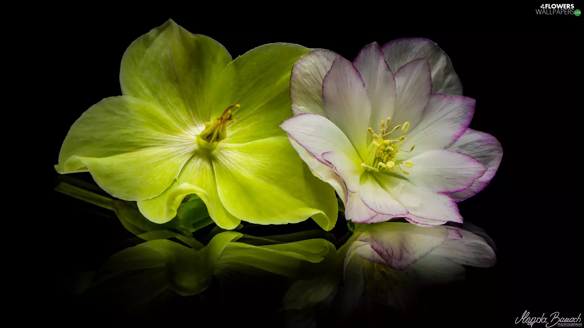 Helleborus, Two cars, Flowers
