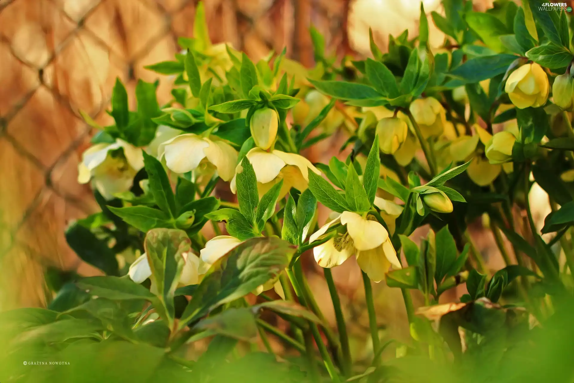 Flowers, Yellow, Helleborus