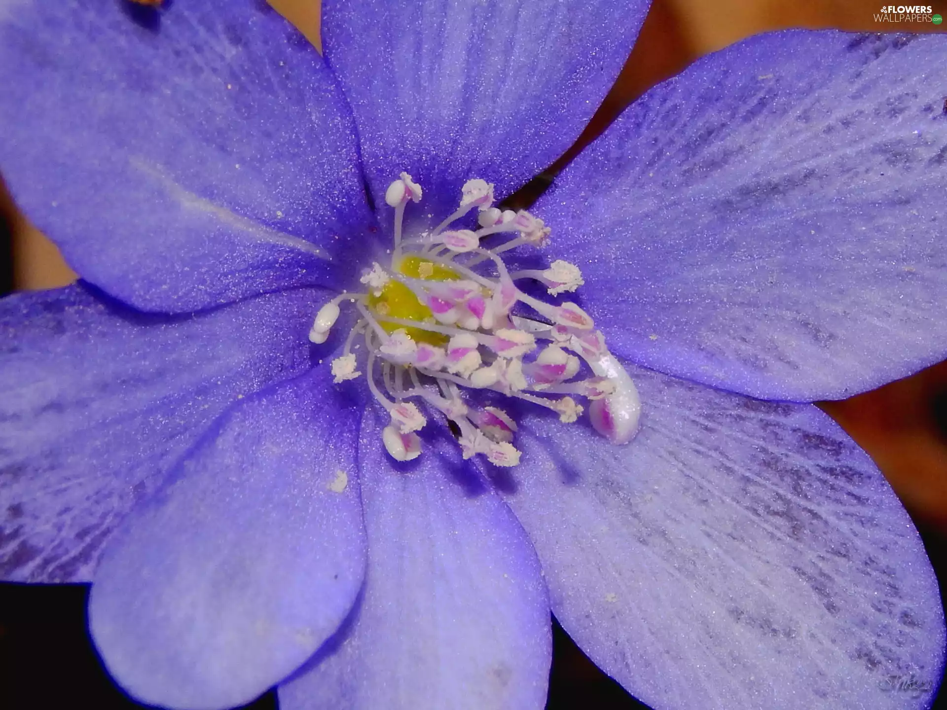 Hepatica, blue, Colourfull Flowers