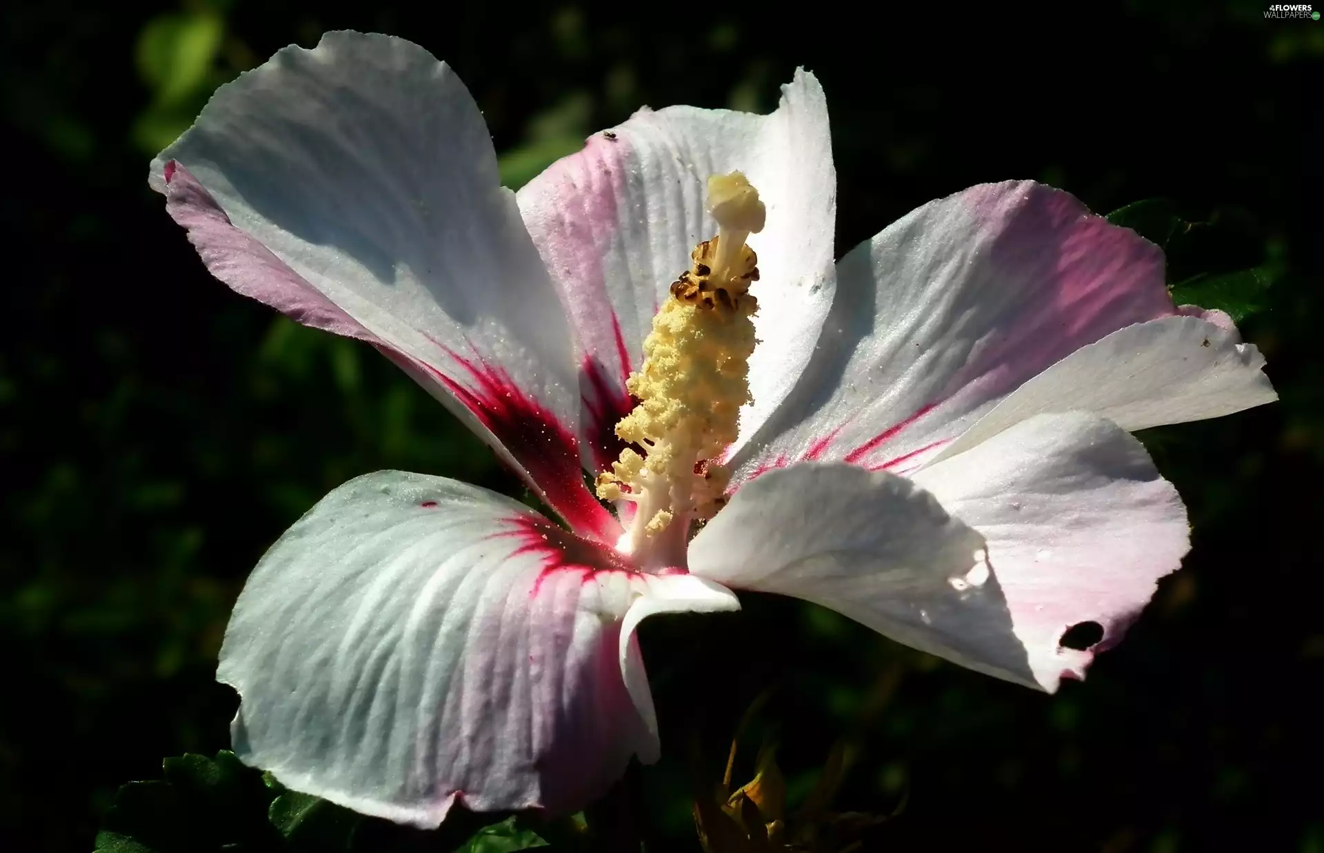 hibiskus, nature, Colourfull Flowers