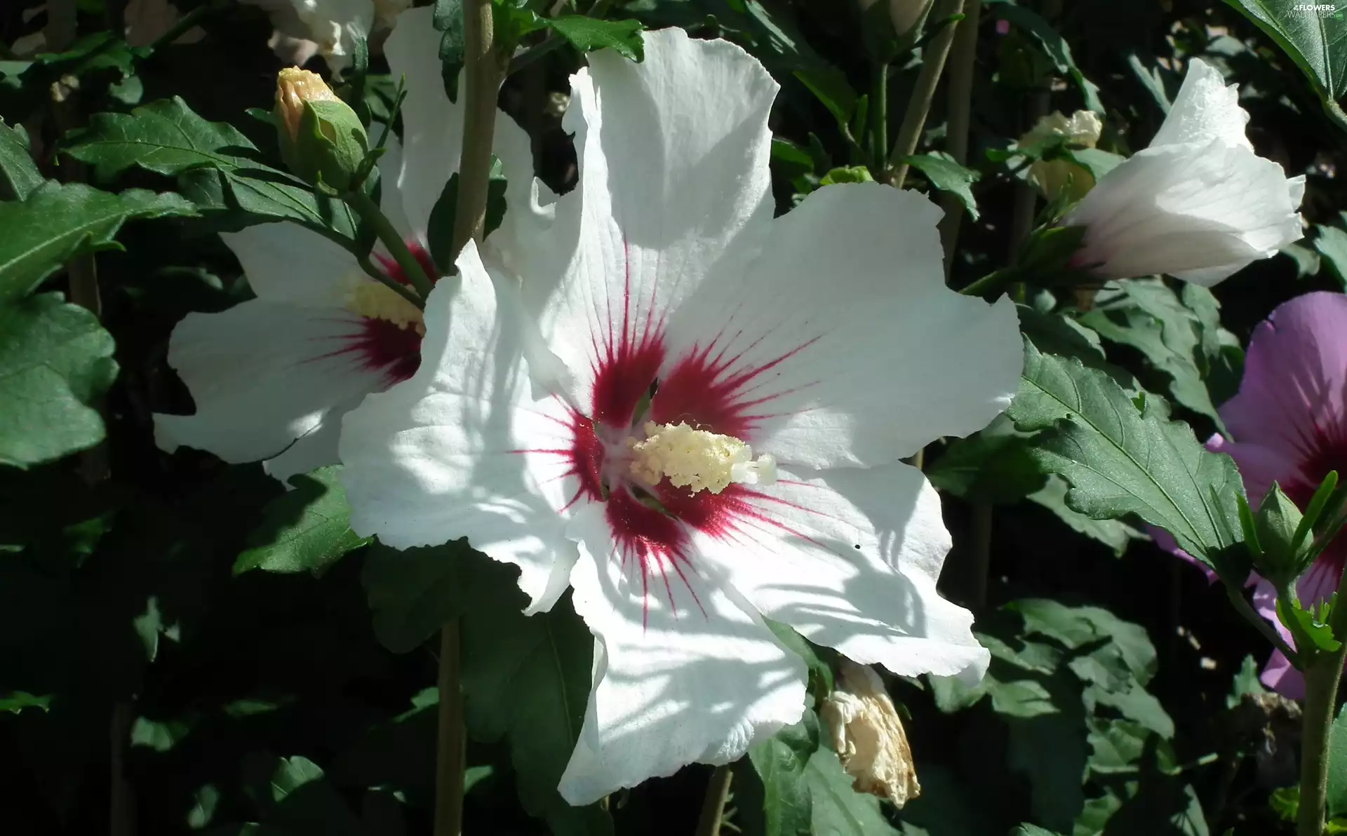 hibiskus, nature, Colourfull Flowers