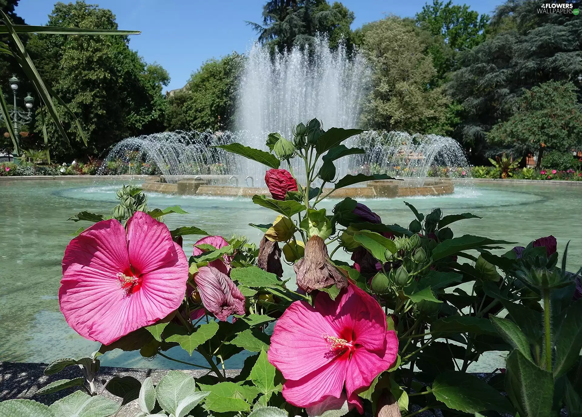 hibiskus, Park, fountain, Flowers