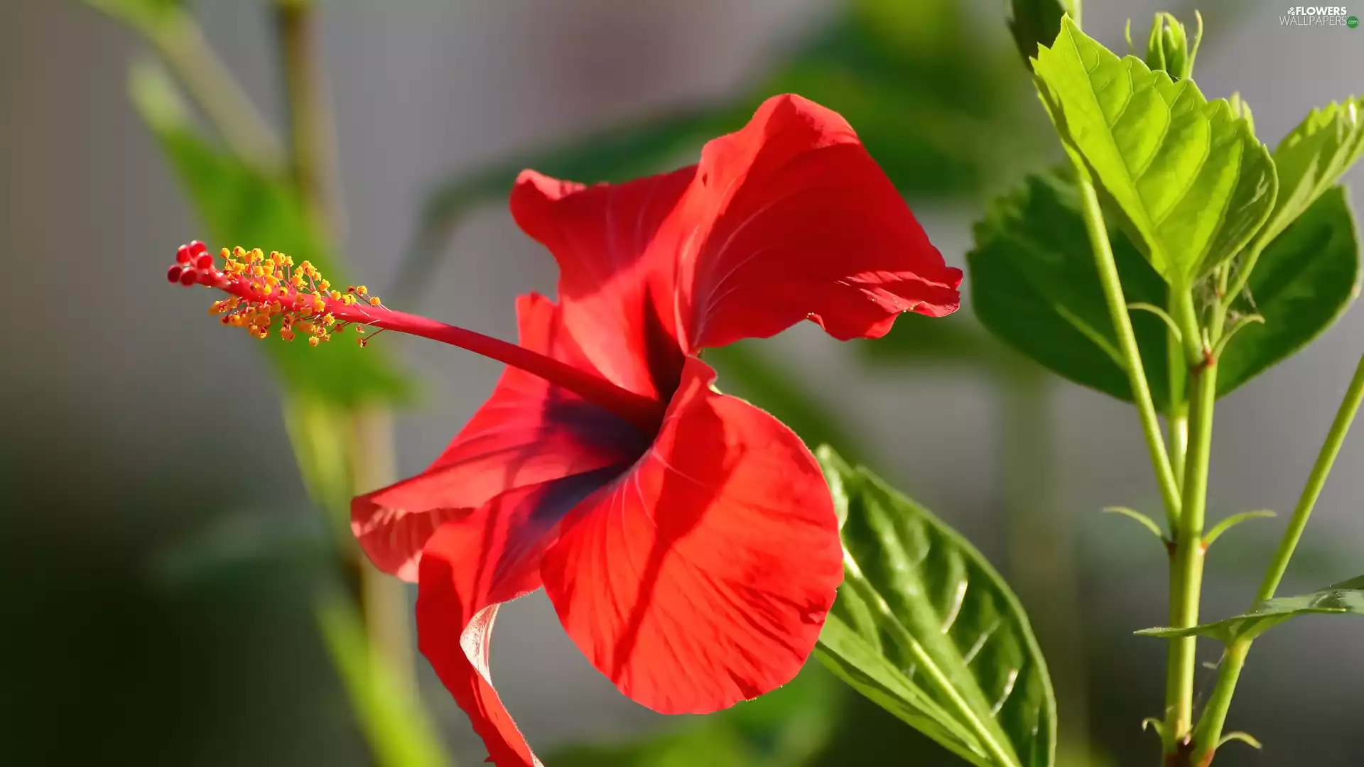 Colourfull Flowers, hibiskus, Leaf, Red