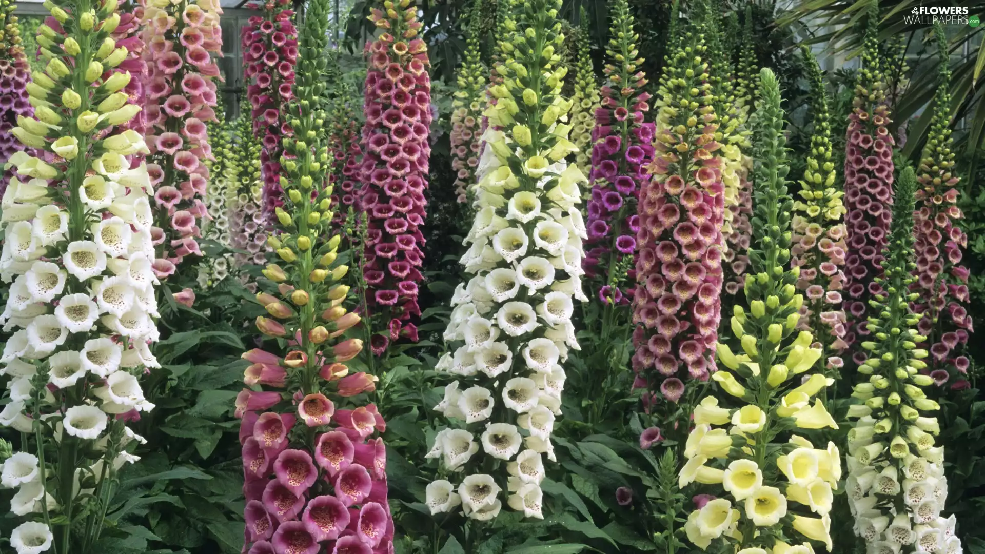 Flowers, color, high