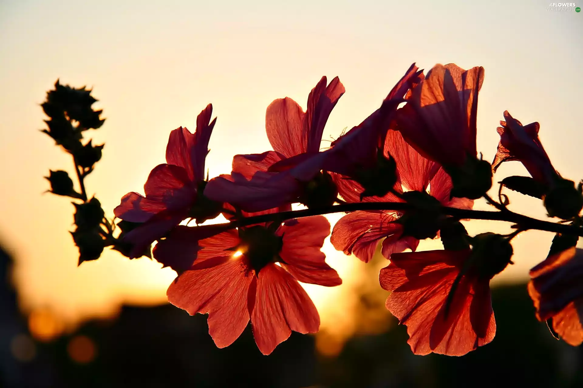 Hollyhocks, Sky, dawn, Flowers