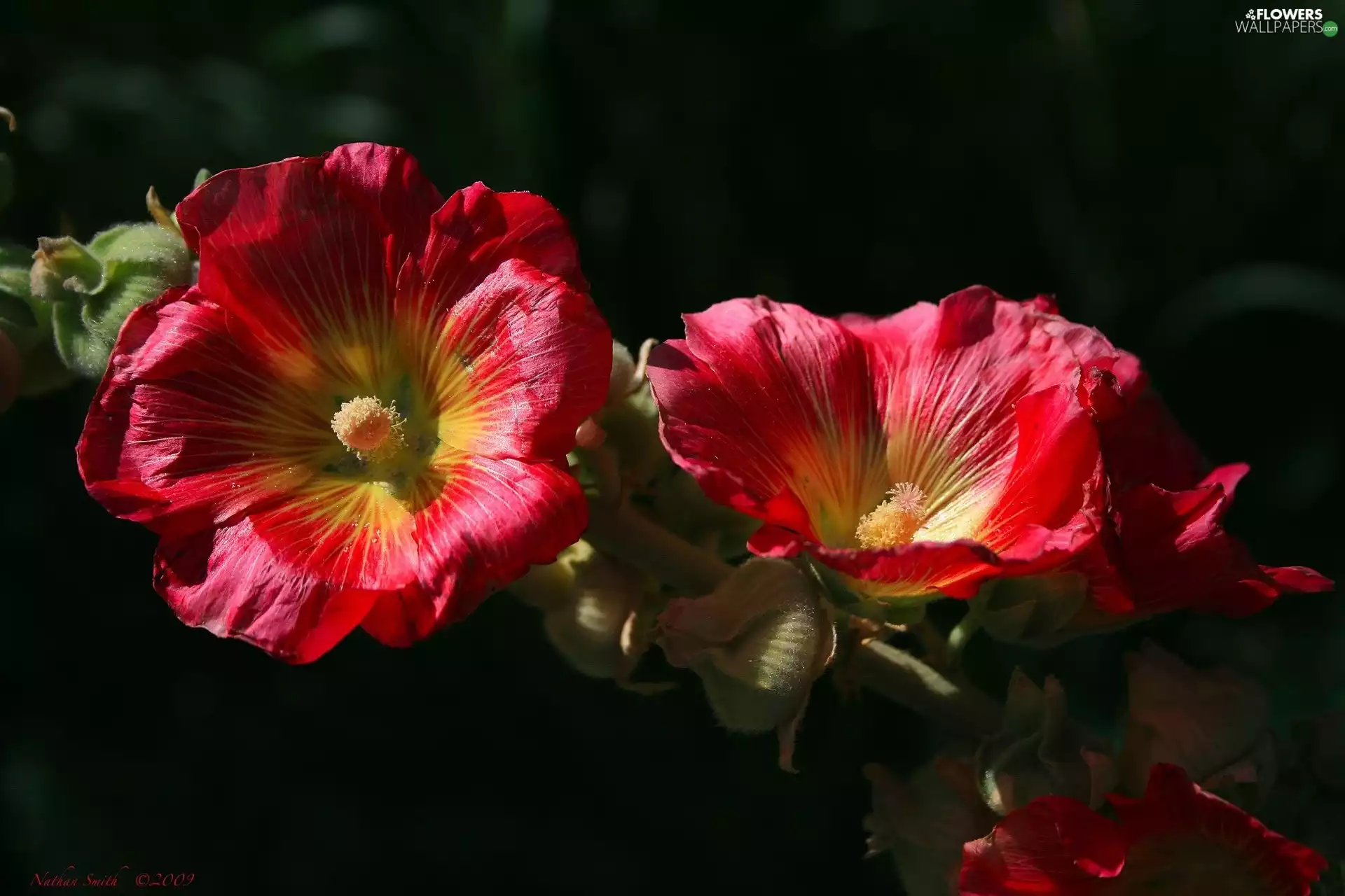 Flowers, Red, Hollyhocks