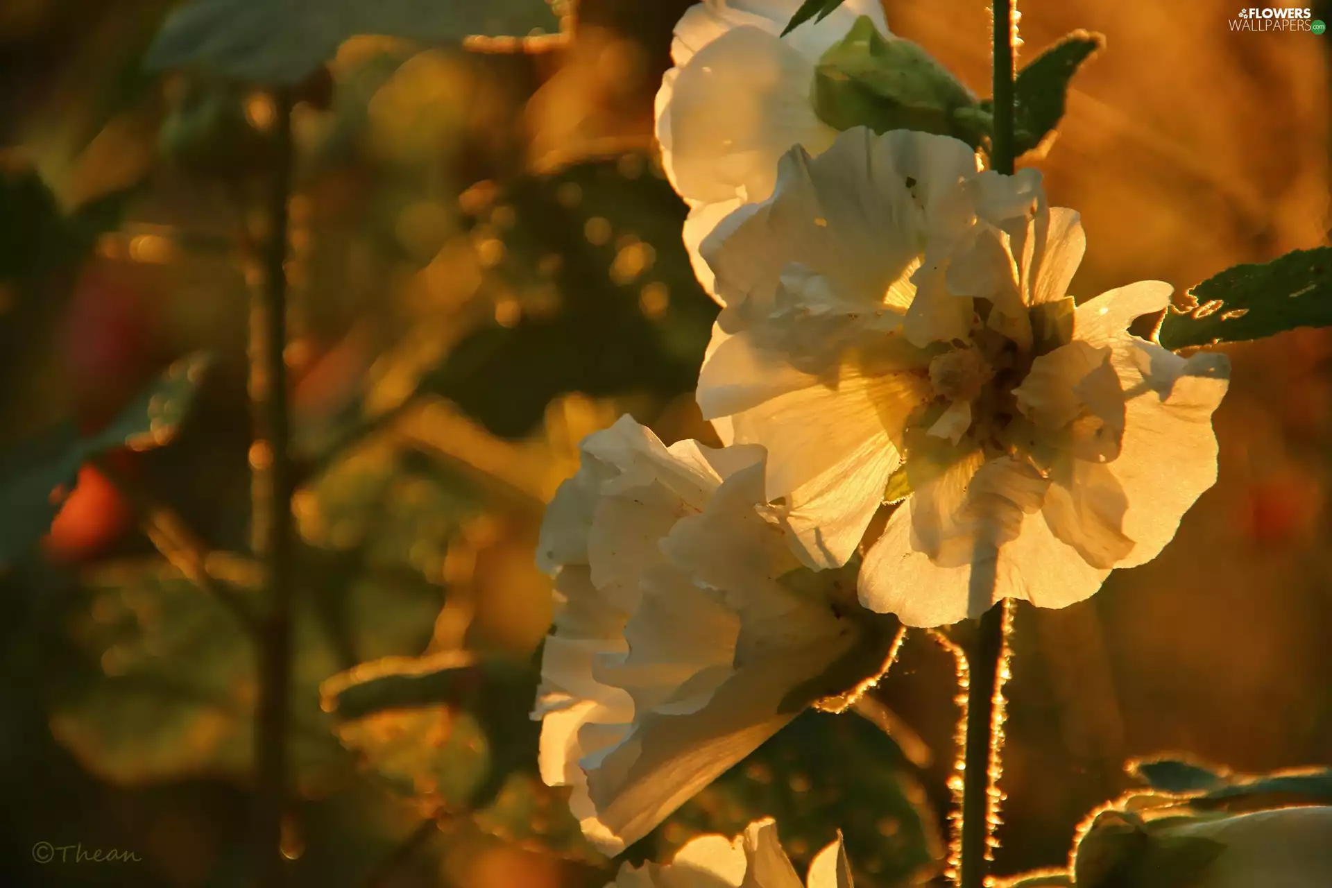 Flowers, White, Hollyhocks