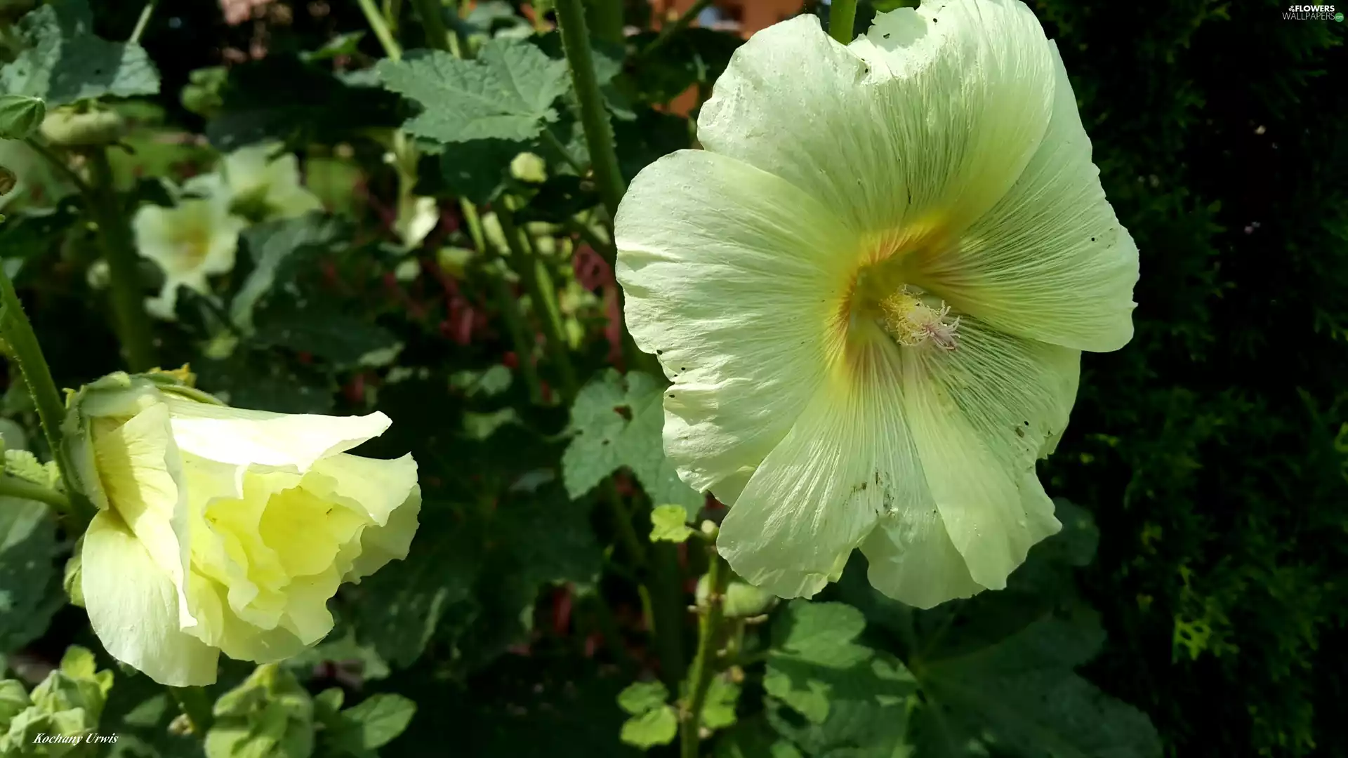 Flowers, Hollyhocks