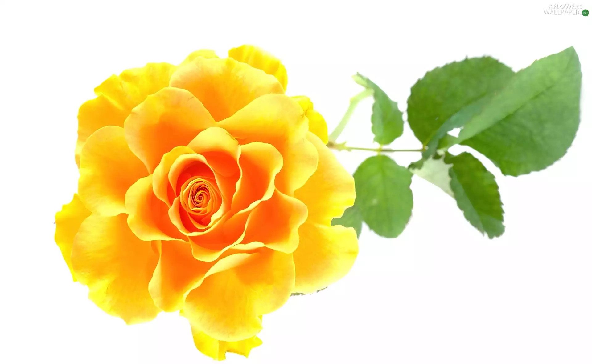 rose, Leaf, Colourfull Flowers, Yellow Honda