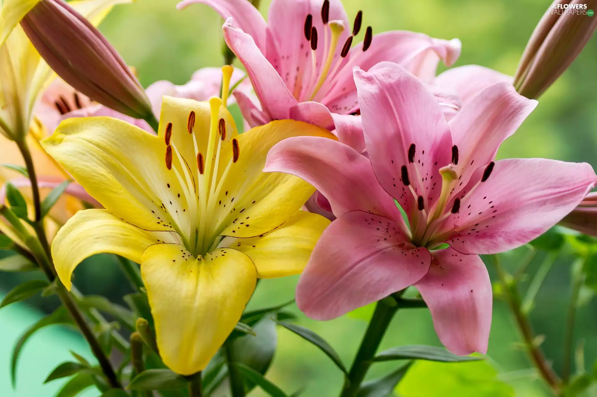 Pink, Tiger lily, Flowers, Yellow Honda