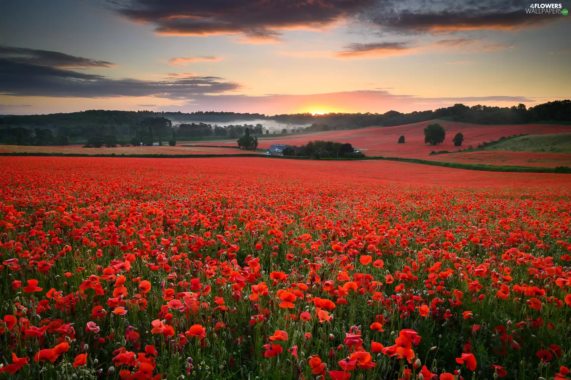 Flowers, Field, papavers, trees, Sky, Great Sunsets, Fog, Houses, viewes