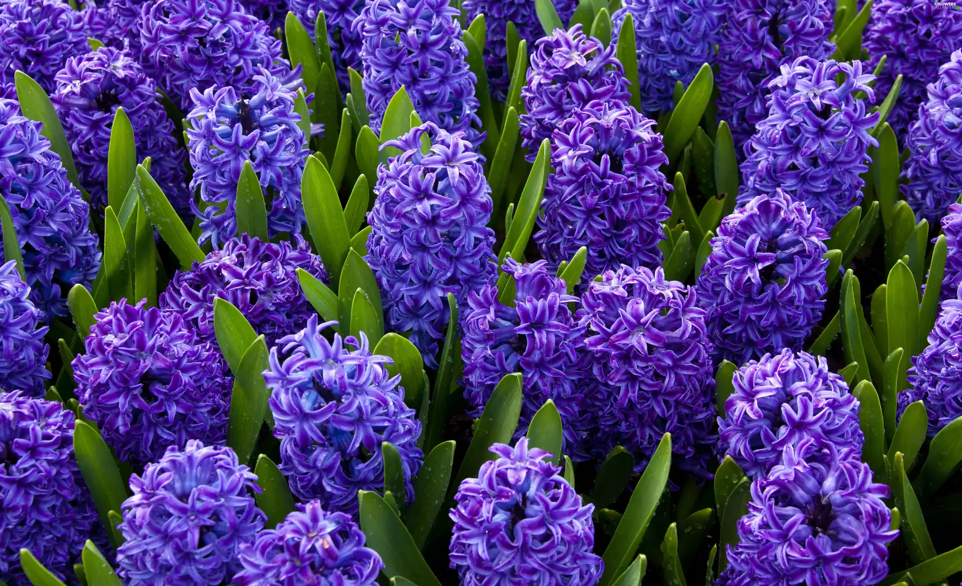 Flowers, hyacinth