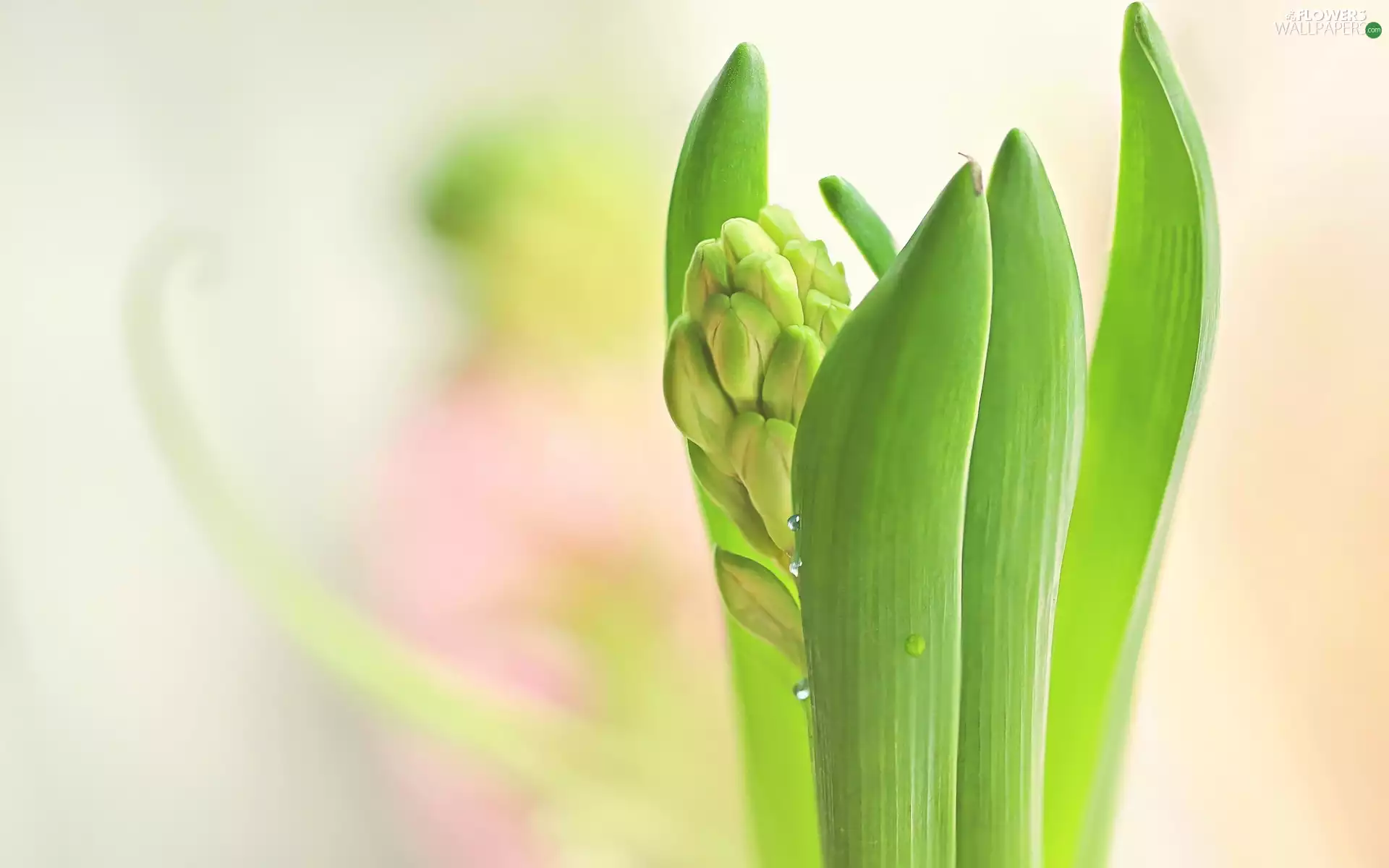 Colourfull Flowers, hyacinth, bud, Leaf