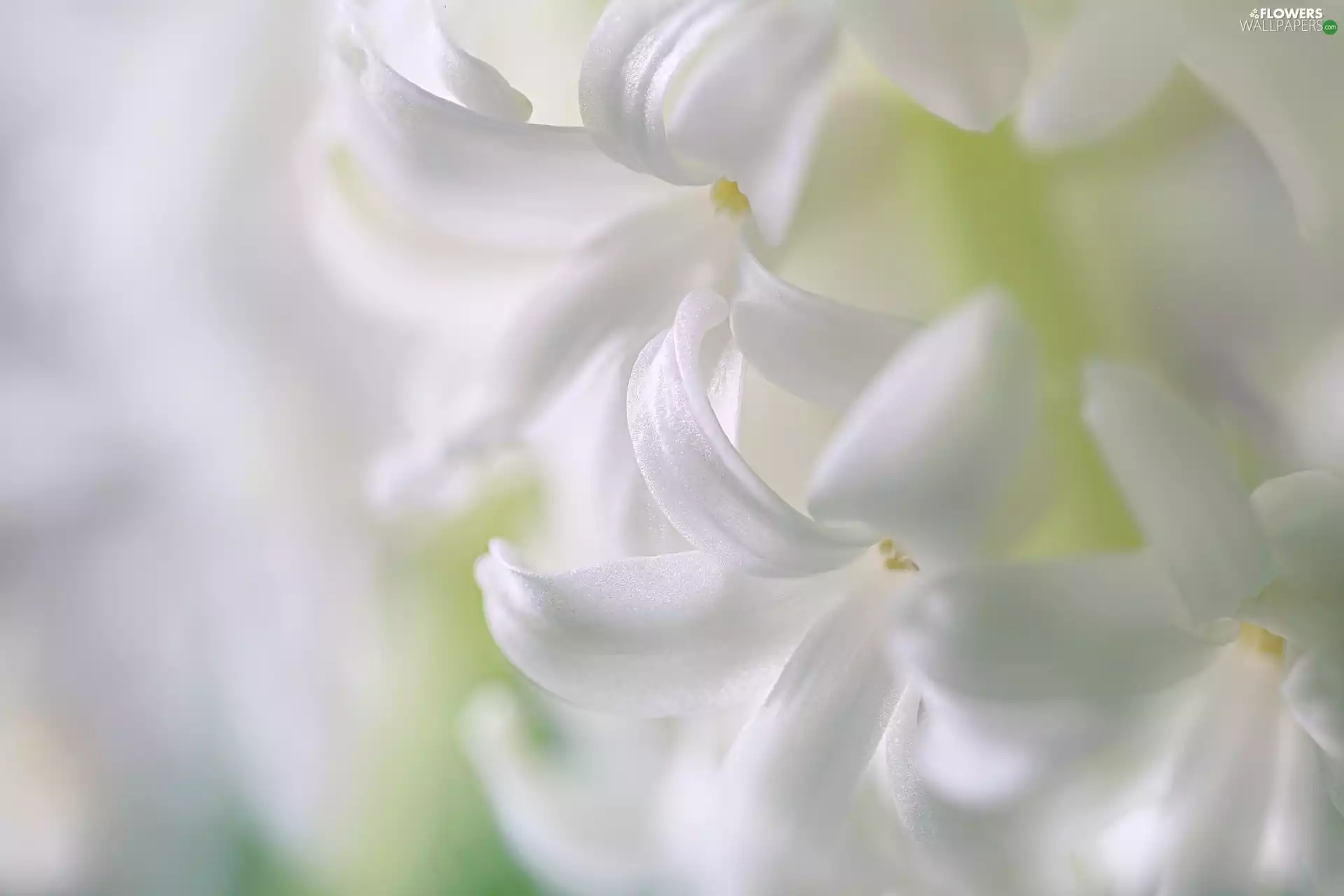 Colourfull Flowers, hyacinth, Close, White