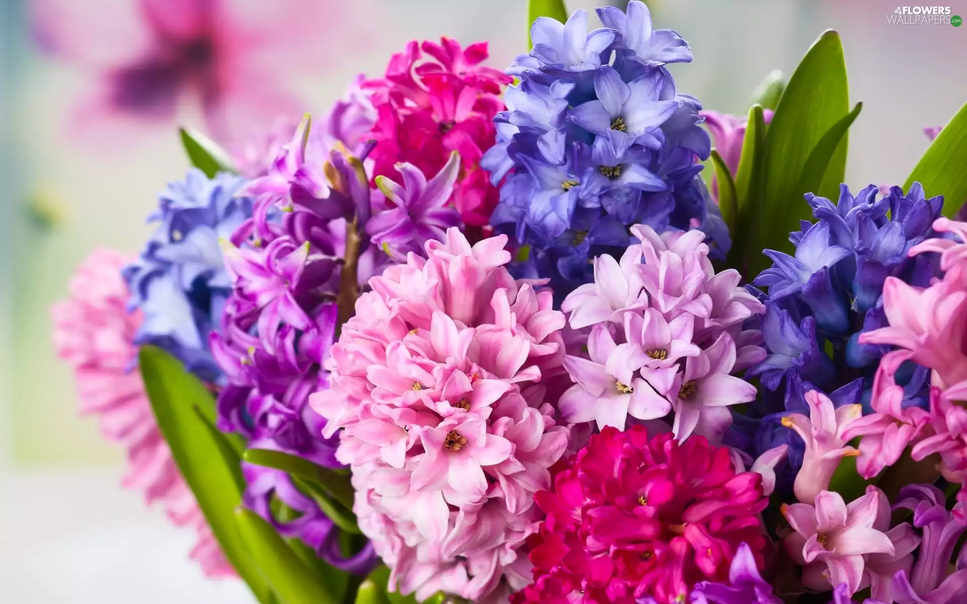 Flowers, hyacinth
