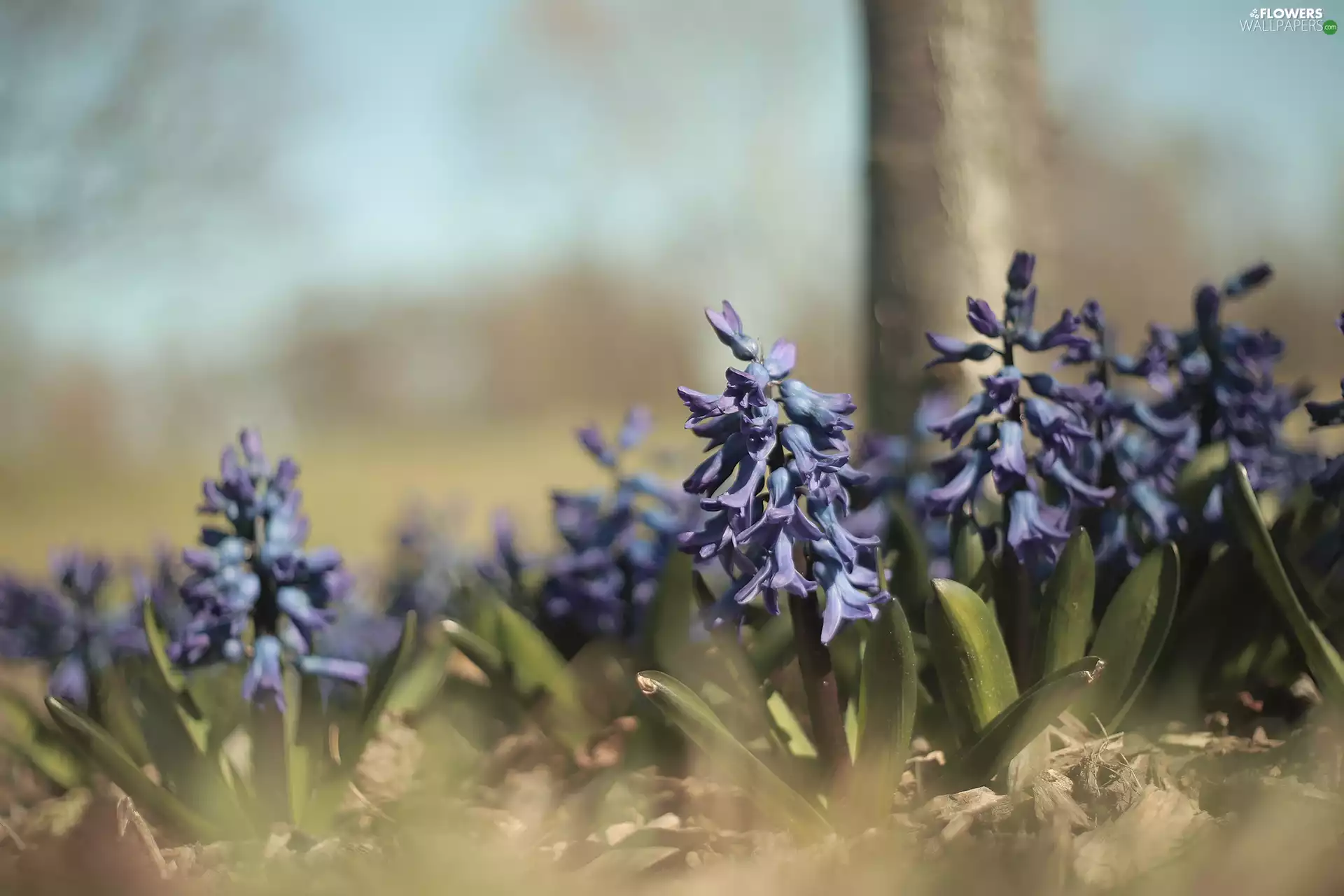 Flowers, Blue, Hyacinths