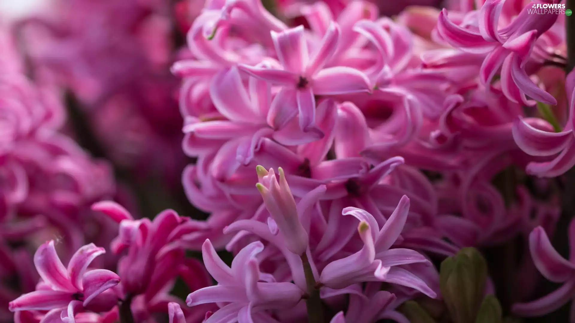 Flowers, Pink, Hyacinths