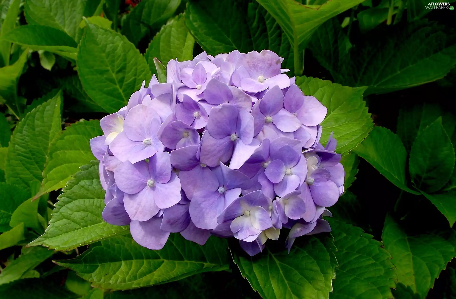 Flowers, hydrangea