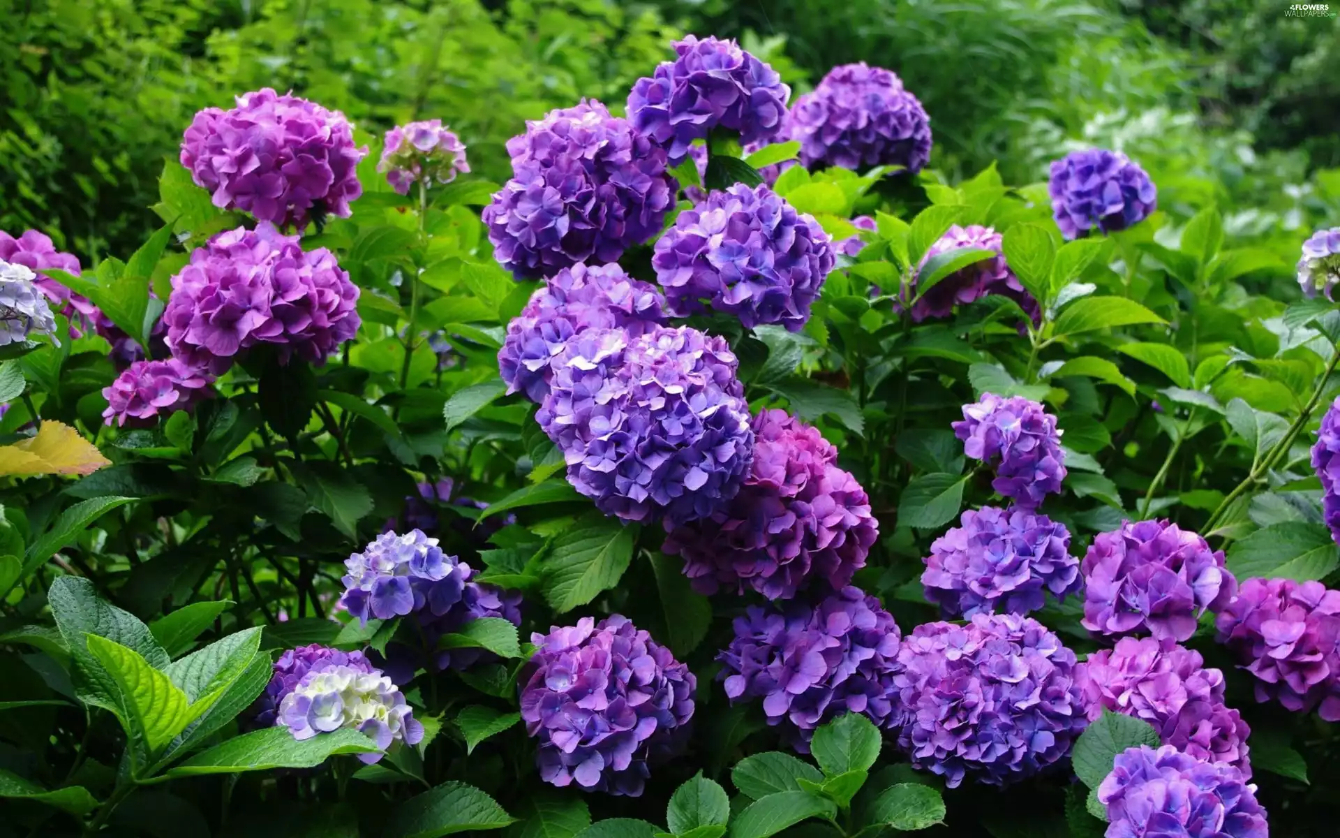 Flowers, hydrangea