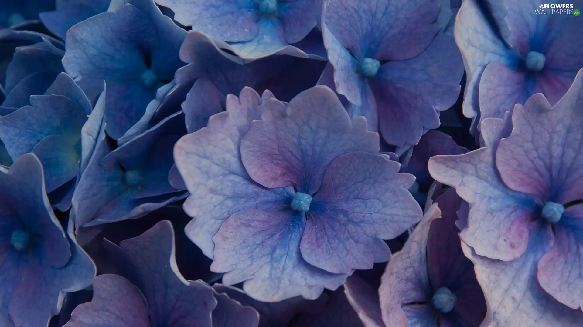 Flowers, hydrangea