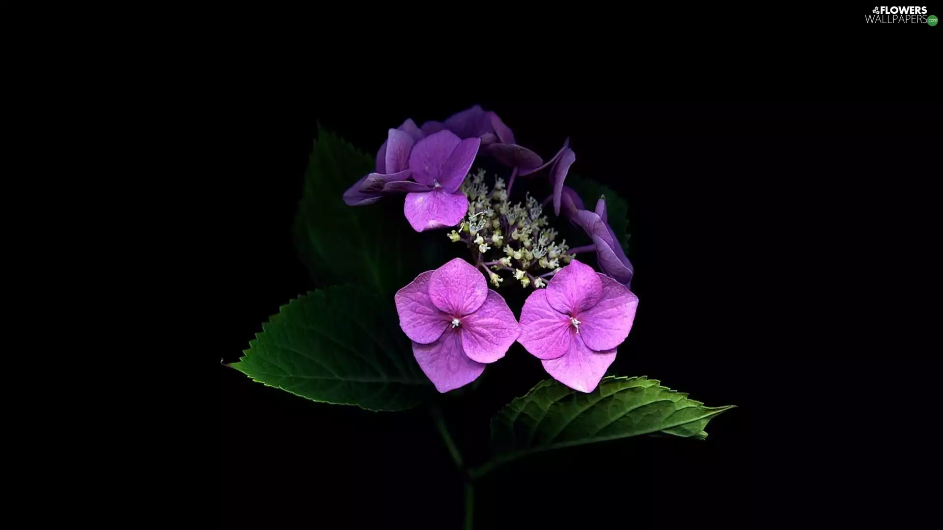 Flowers, hydrangea