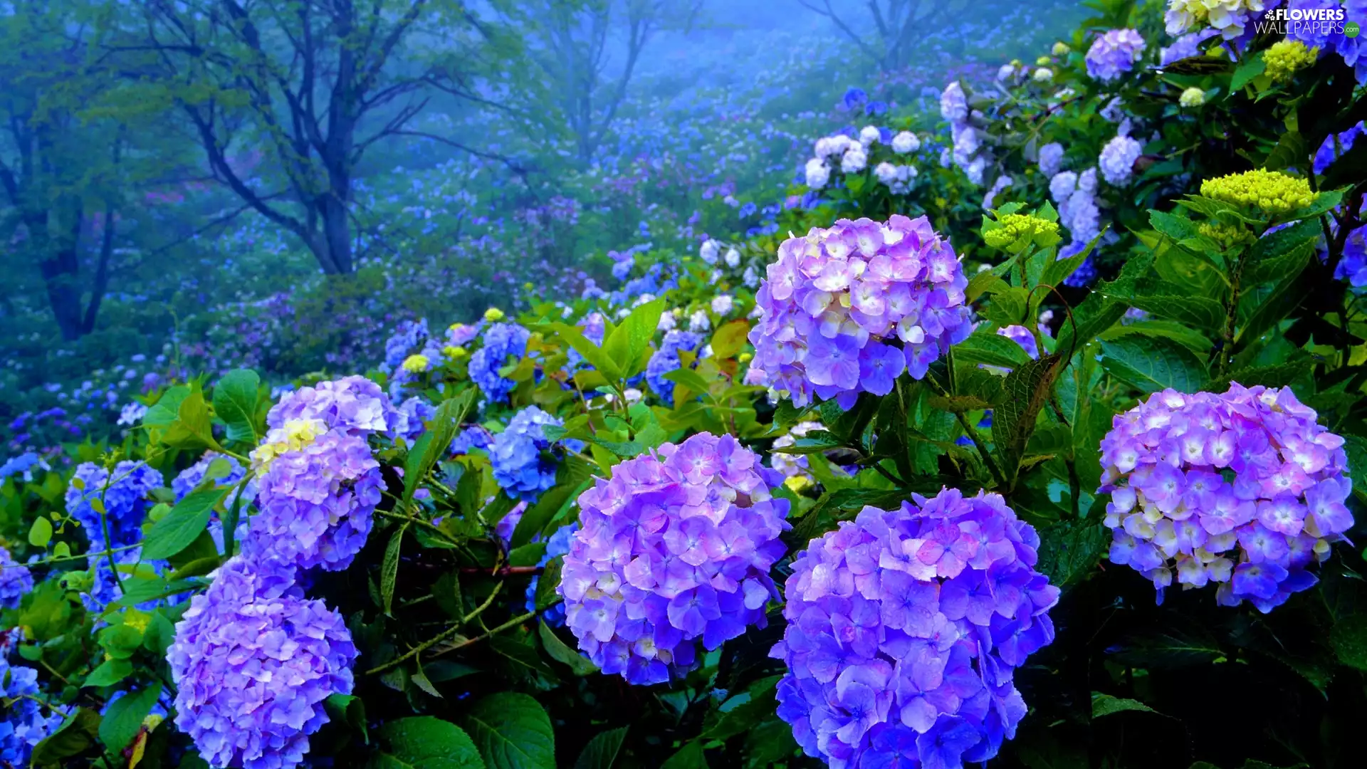 Flowers, hydrangea